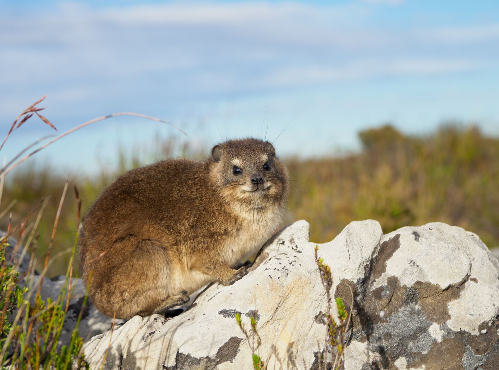 Olympus M.Zuiko Digital ED 12-100mm F4.0 IS Pro sample photo. Rock hyrax, dassie, table photography