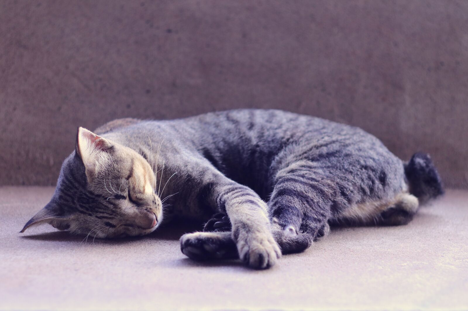 Canon EF 50mm F1.8 II sample photo. Cat, sleeping, animal photography