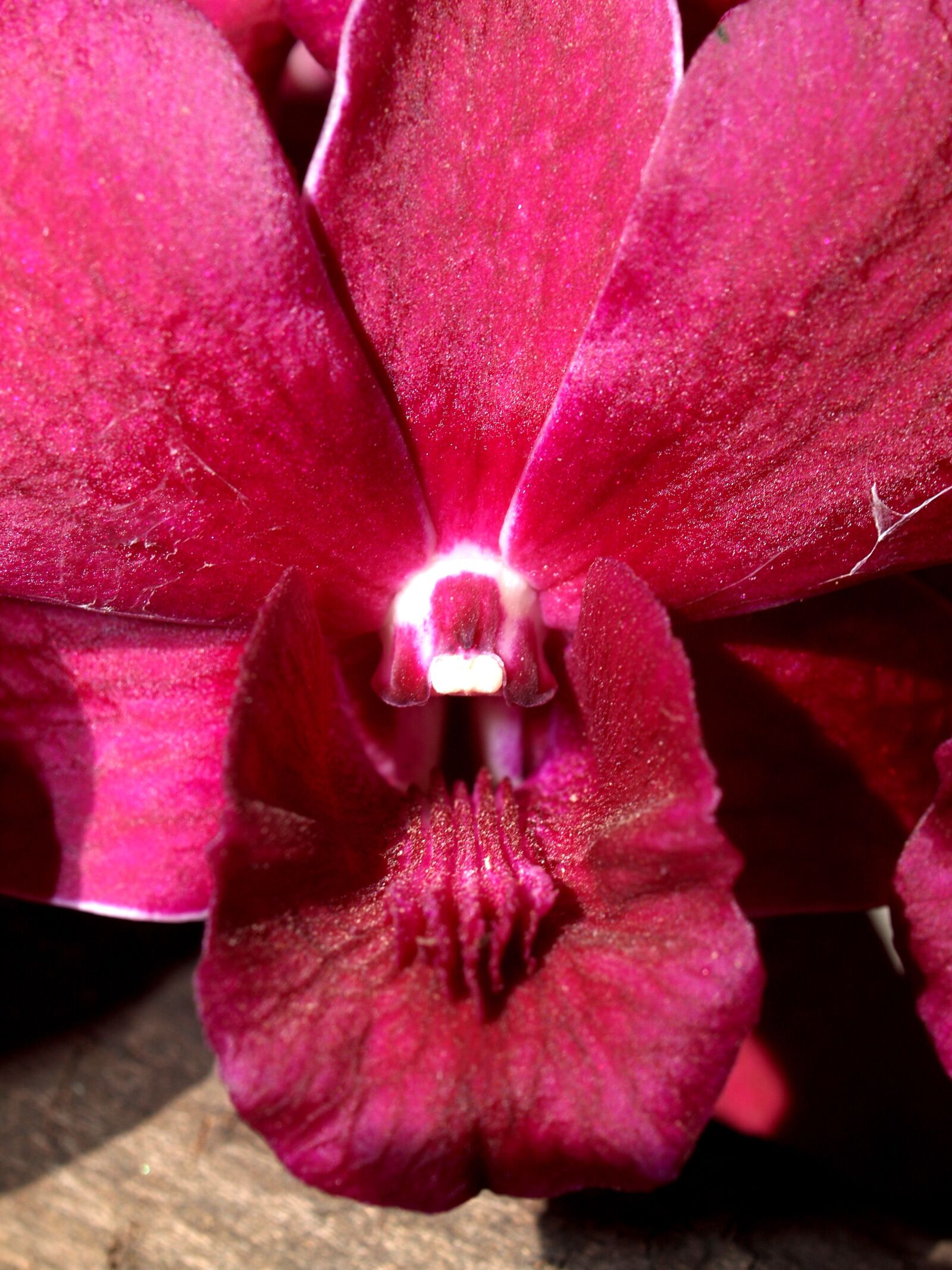 Olympus E-300 (EVOLT E-300) sample photo. Orchid, flower, bright photography