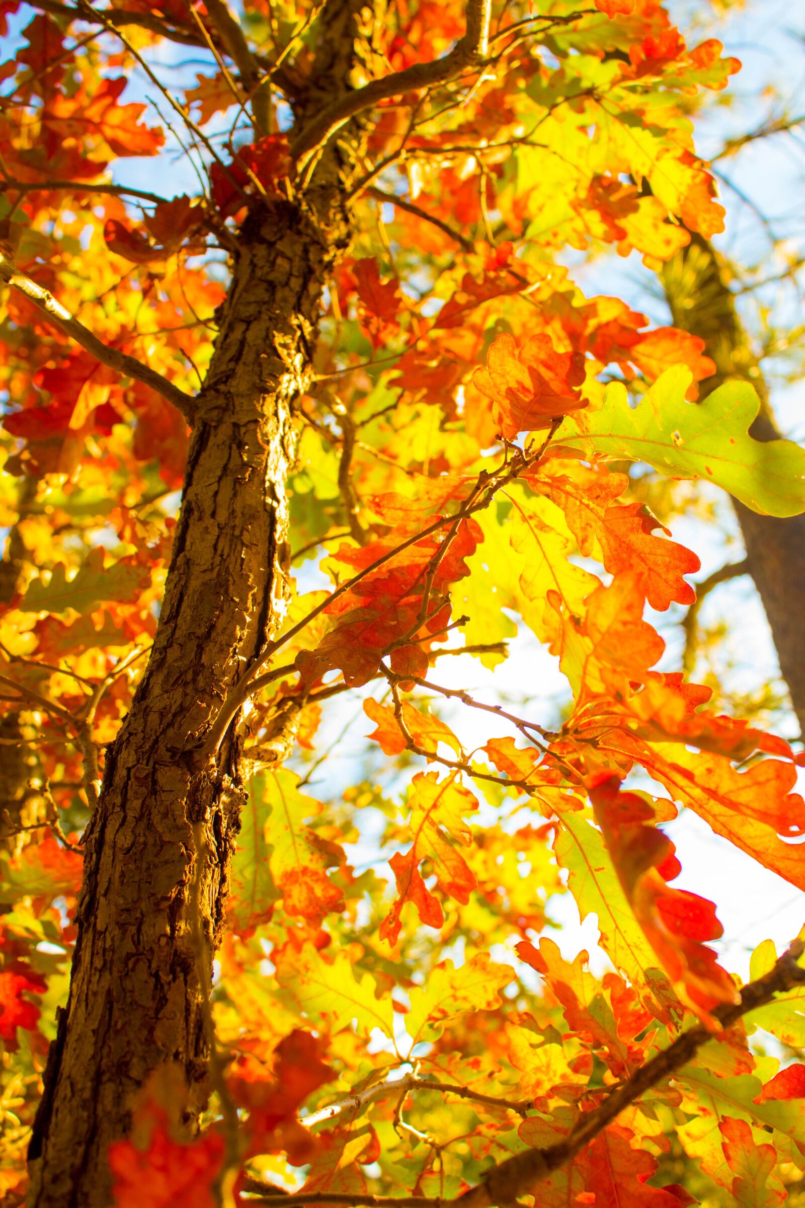 Canon EOS 1300D (EOS Rebel T6 / EOS Kiss X80) sample photo. Tree, fall, fall trees photography
