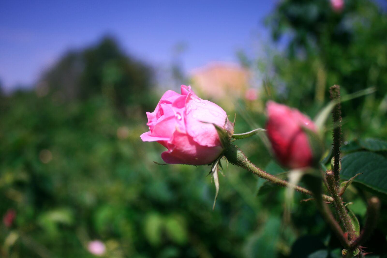 Canon EOS 500D (EOS Rebel T1i / EOS Kiss X3) sample photo. Rose, roses, pink photography