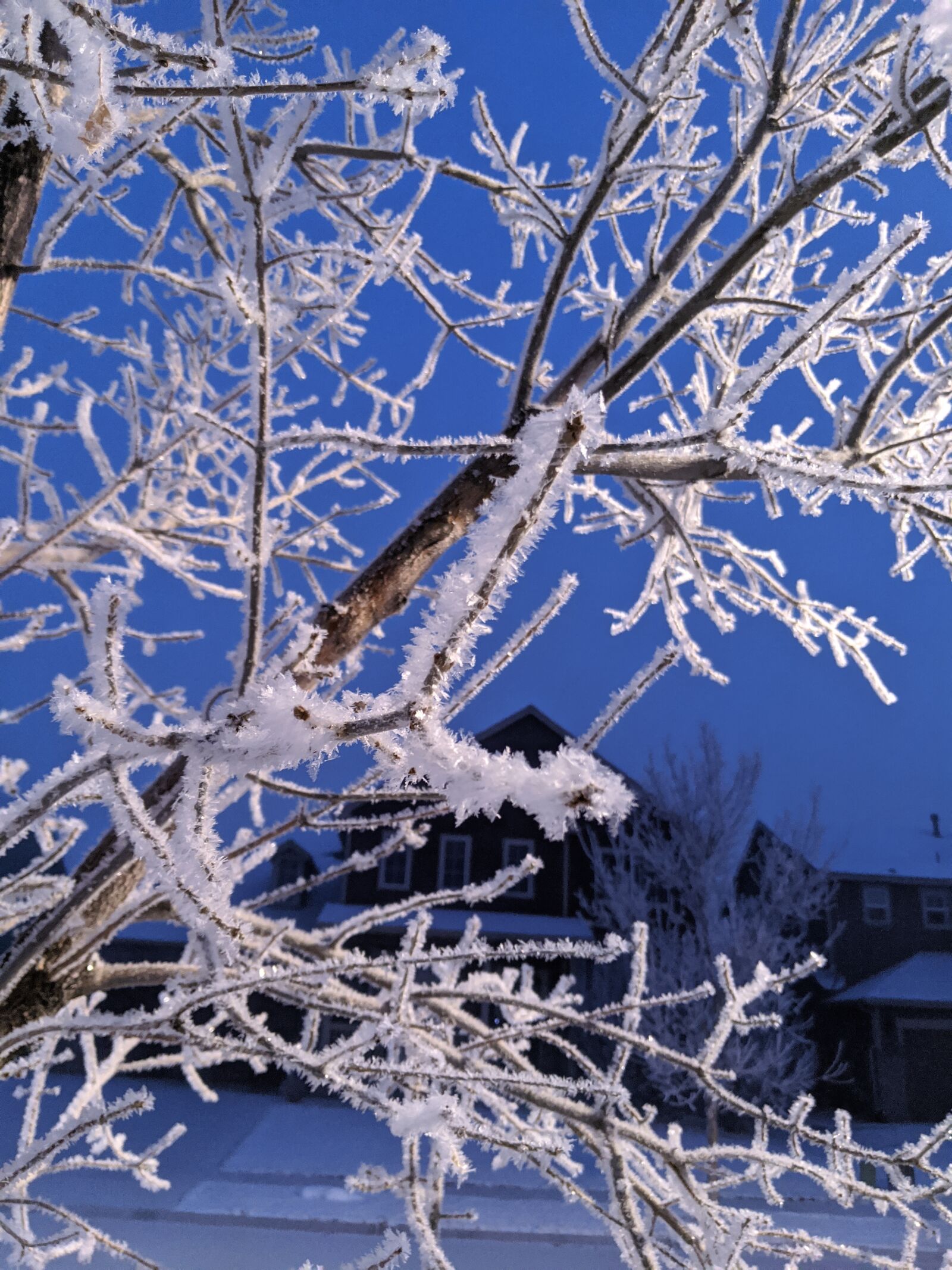 Google Pixel 3 sample photo. Frost, frozen, ice crystals photography