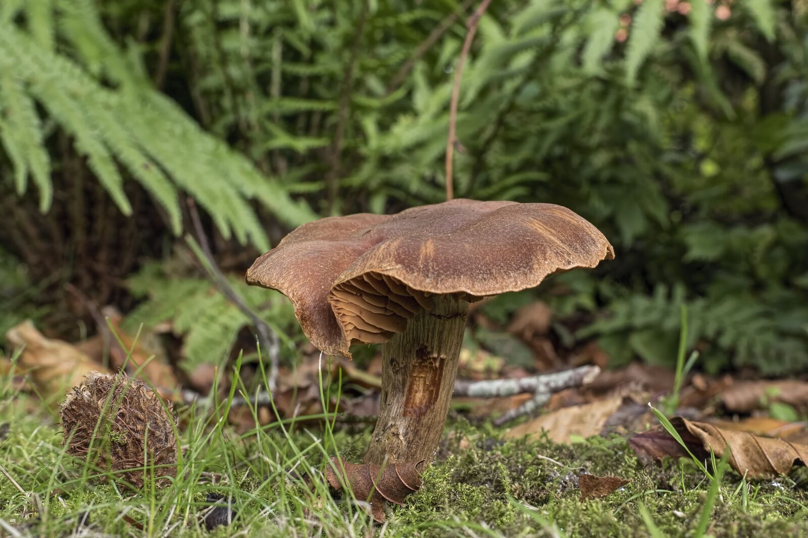 Olympus OM-D E-M5 II + Olympus M.Zuiko Digital ED 12-40mm F2.8 Pro sample photo. Mushroom, dark brown g photography
