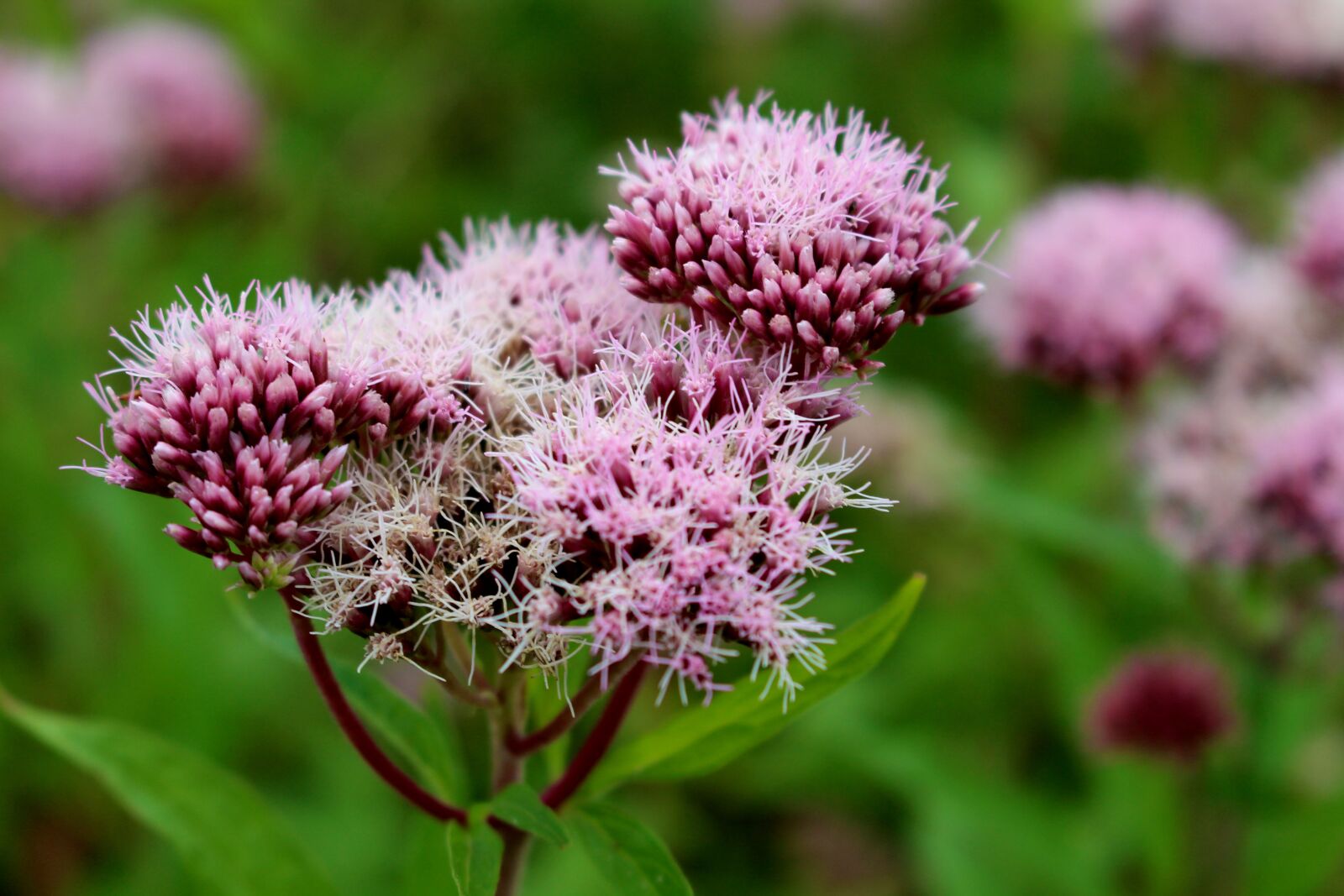 Canon EOS 700D (EOS Rebel T5i / EOS Kiss X7i) sample photo. Flower, violet, blossom photography