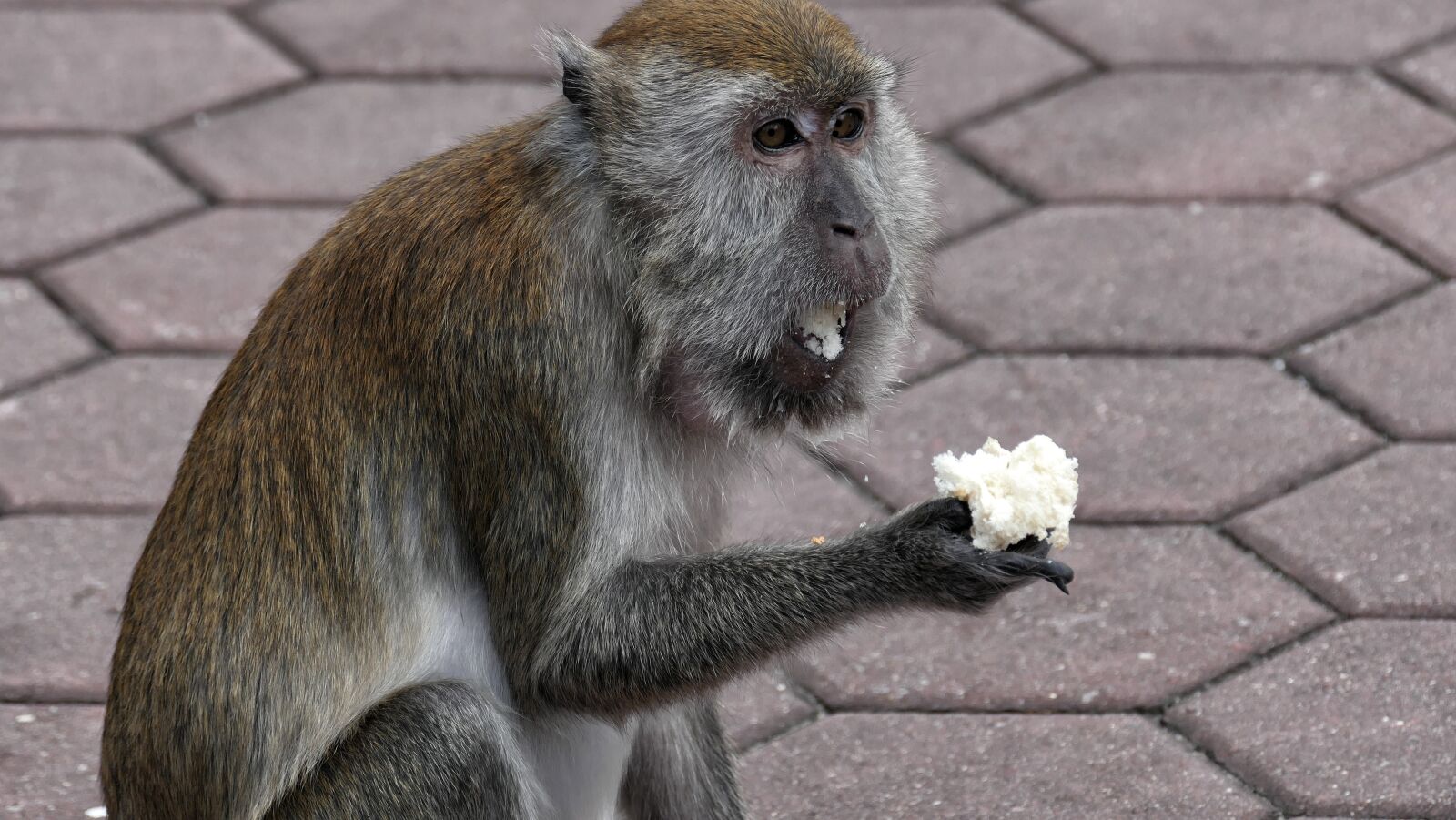 Panasonic Lumix DMC-FZ1000 sample photo. Monkey, well, yes photography