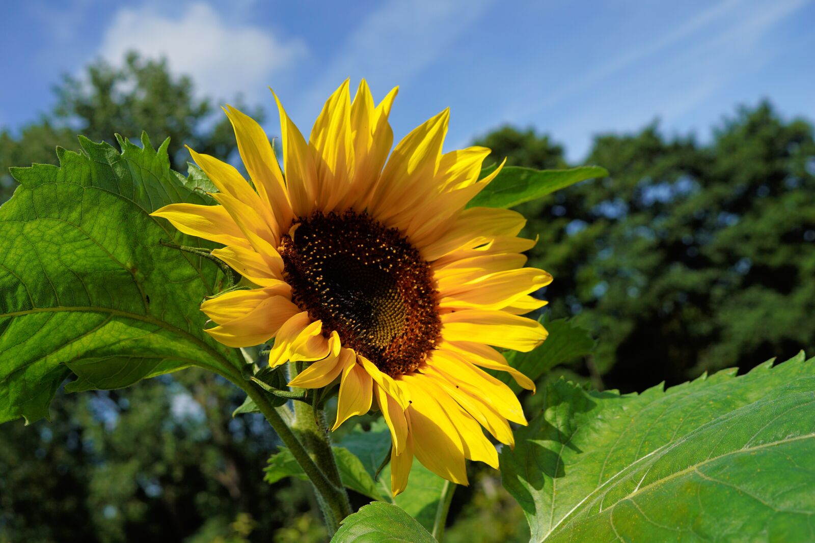 Sony DT 30mm F2.8 Macro SAM sample photo. Garden, flower, sunflower photography