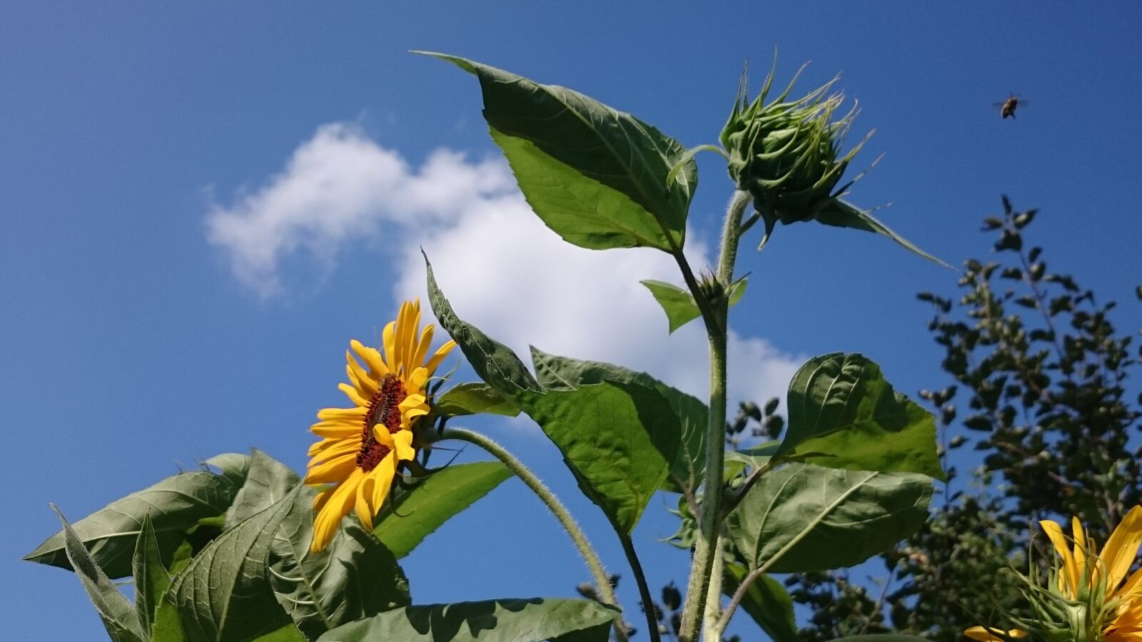 Sony Xperia Z2 sample photo. Sunflower, sky, clouds photography