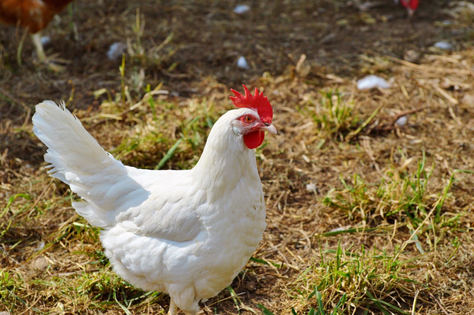 Nikon D3200 sample photo. Chicken, hen, poultry photography