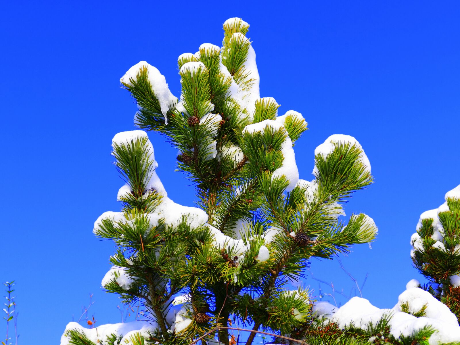 Panasonic Lumix DMC-FZ1000 sample photo. Snow, branch, winter photography