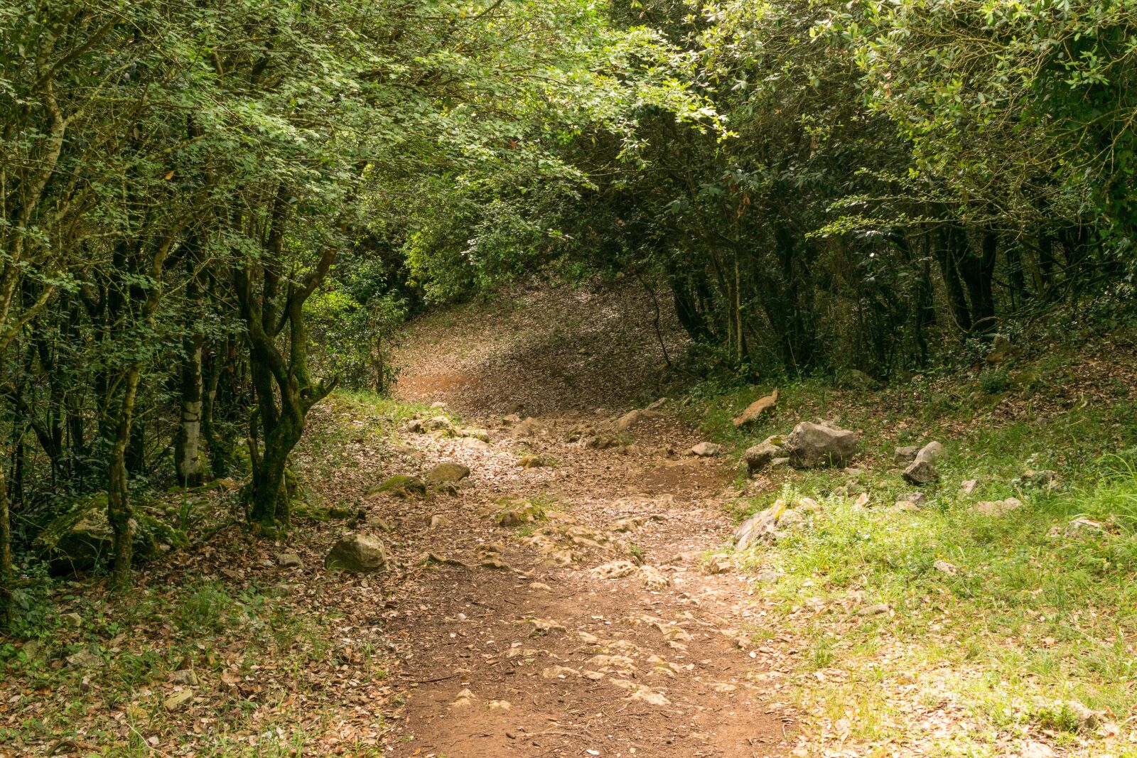 Nikon D5300 sample photo. Path, forest, trees photography