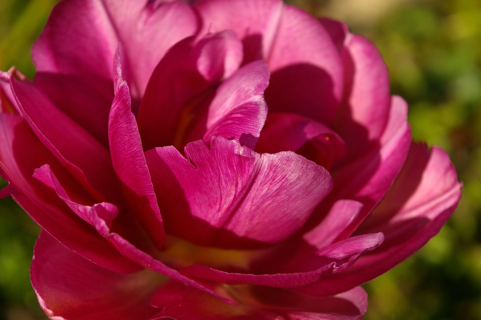 Pentax *ist DL2 sample photo. Tulips, red, flower photography