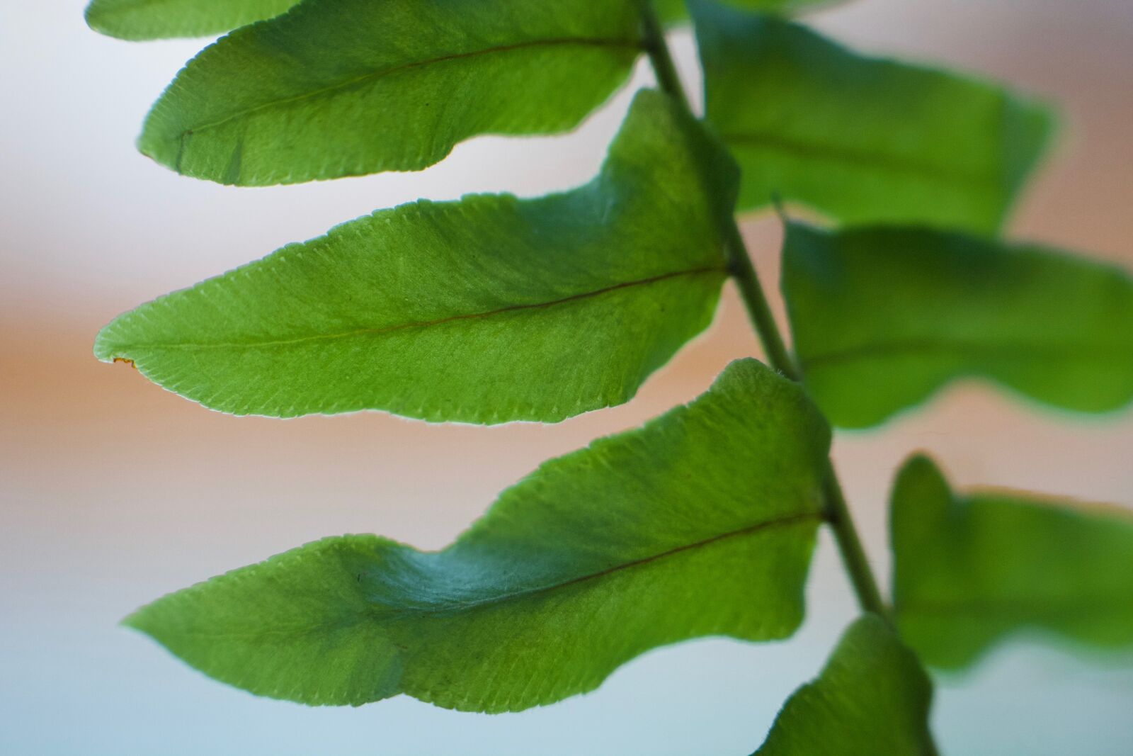 Nikon D7100 sample photo. Fern, green, leaf photography
