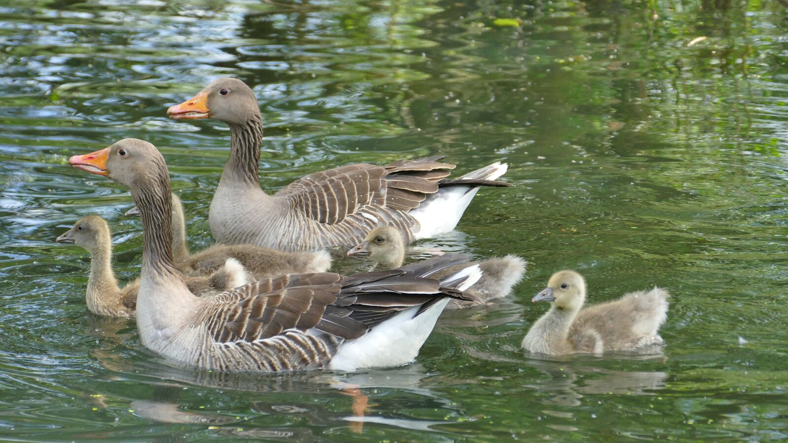 Panasonic Lumix DMC-FZ1000 sample photo. Geese, nature, animal photography