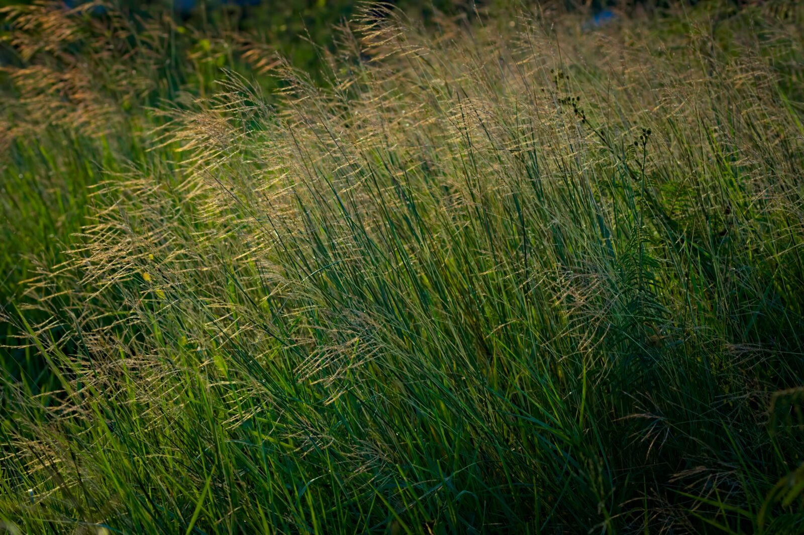Nikon D500 sample photo. Bush, shrubs, reeds photography