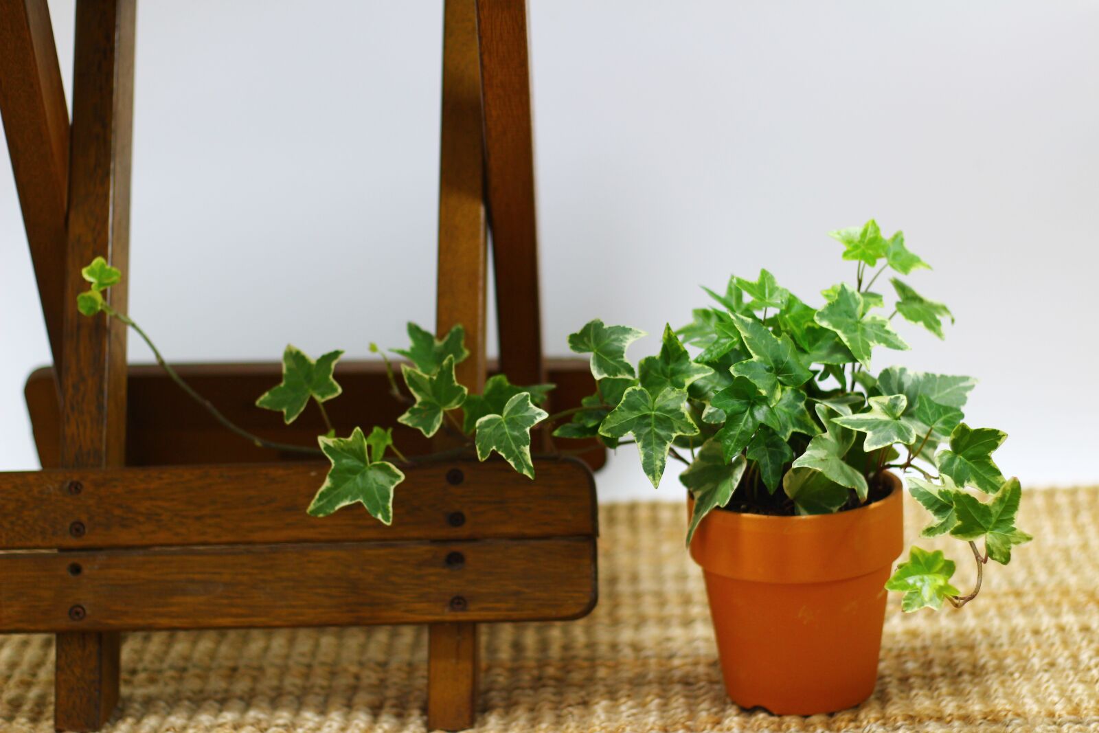 Canon EOS 100D (EOS Rebel SL1 / EOS Kiss X7) + Canon EF 50mm F1.8 II sample photo. Ivy, potted plant, plants photography