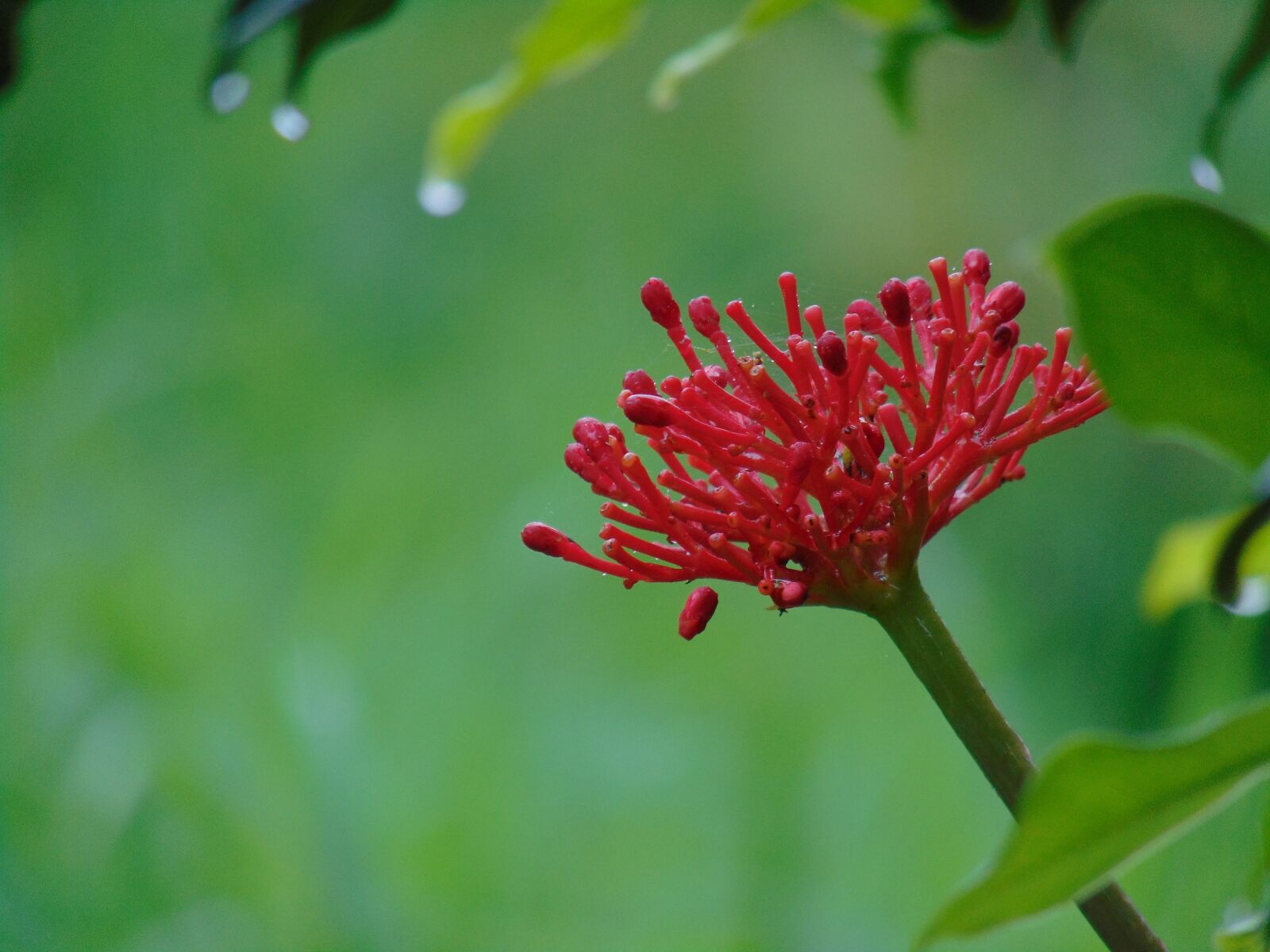 Sony Cyber-shot DSC-H300 sample photo. Monteverde, costa rica, flower photography