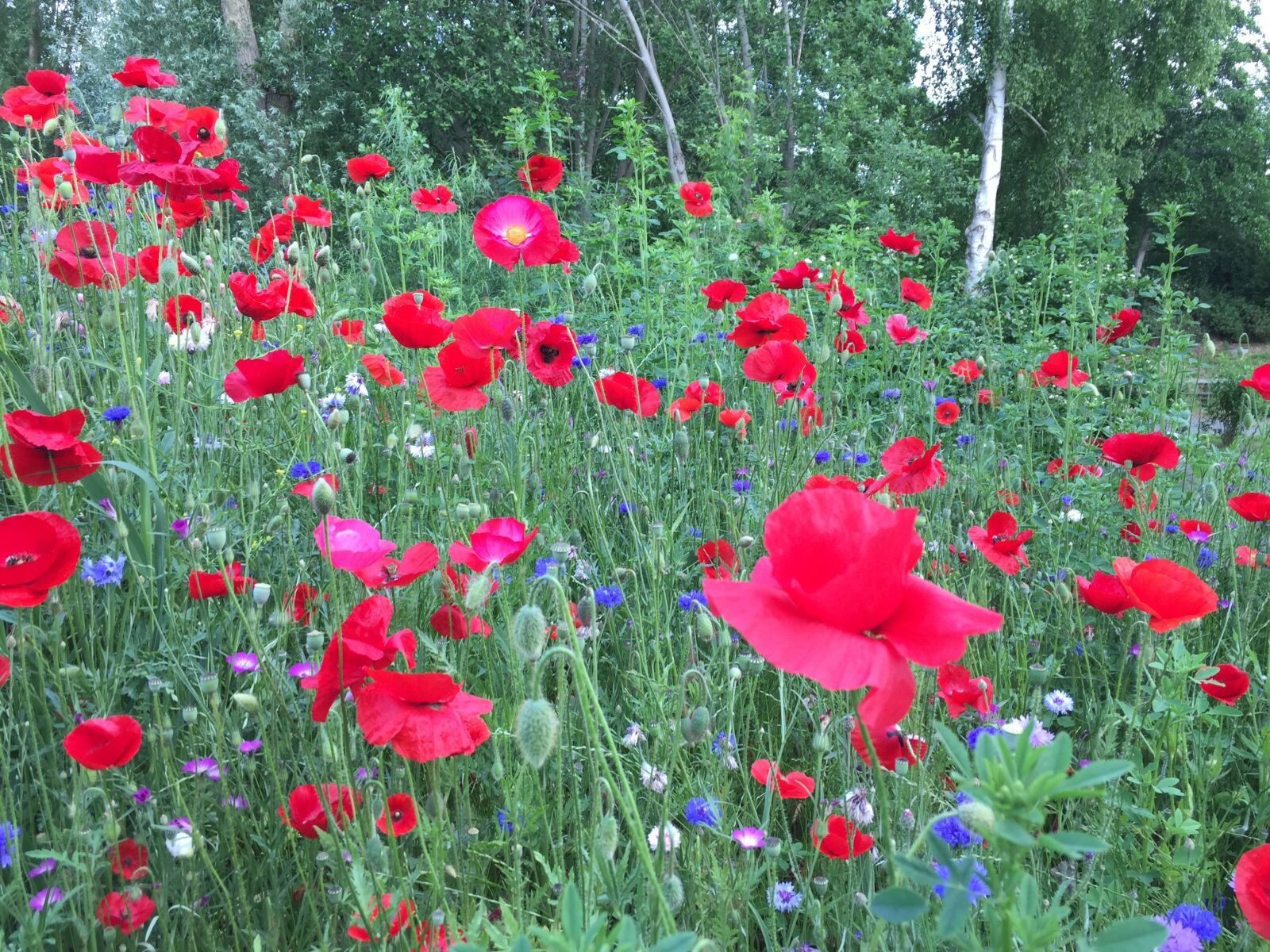 iPhone 6 back camera 4.15mm f/2.2 sample photo. Poppies, flowers, nature photography