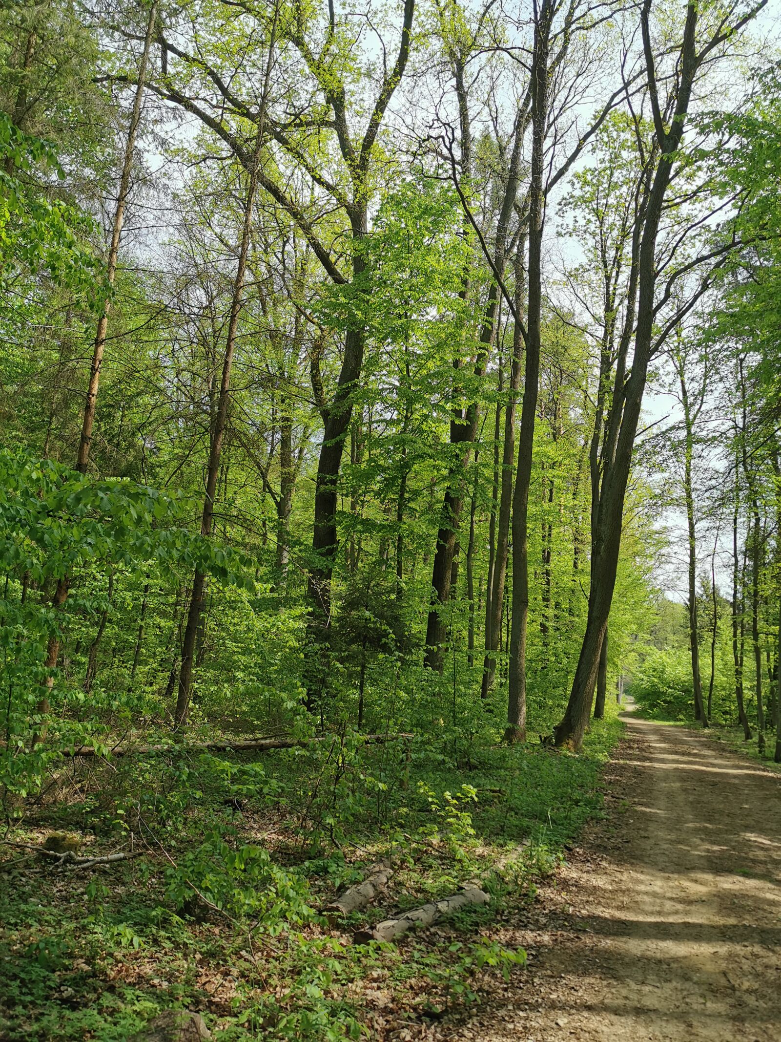 HUAWEI P30 Pro sample photo. Forest, tree, path photography