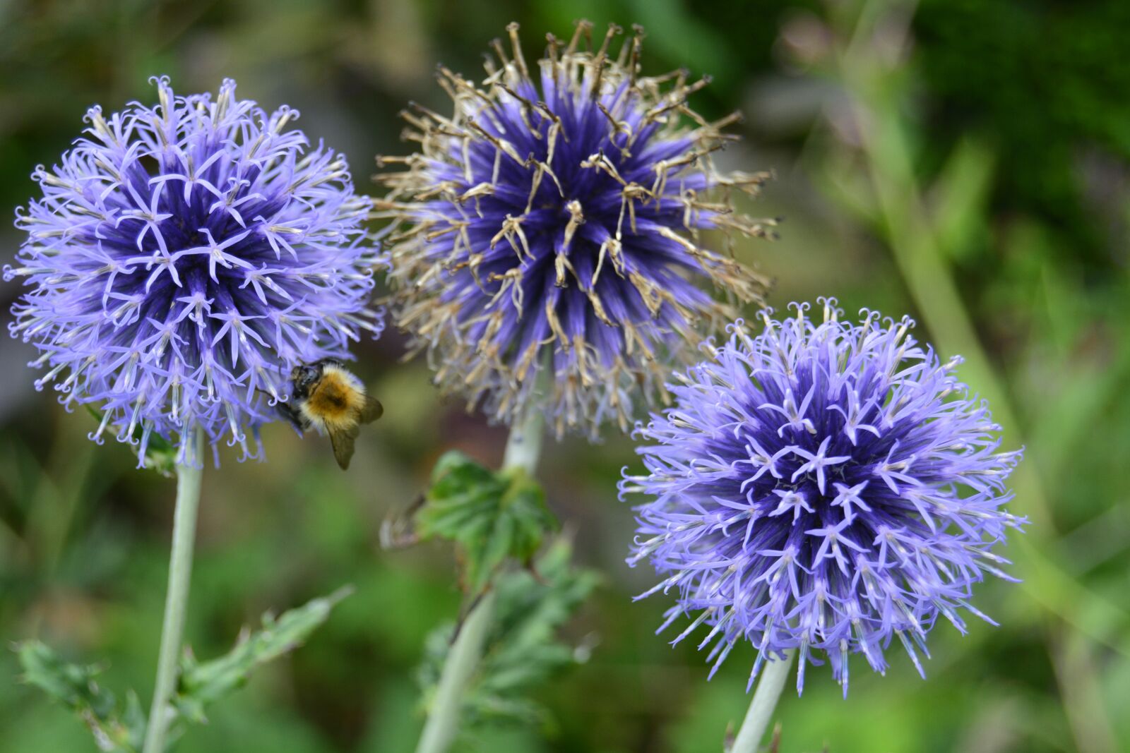 Nikon D5200 sample photo. Flower, bee, garden photography