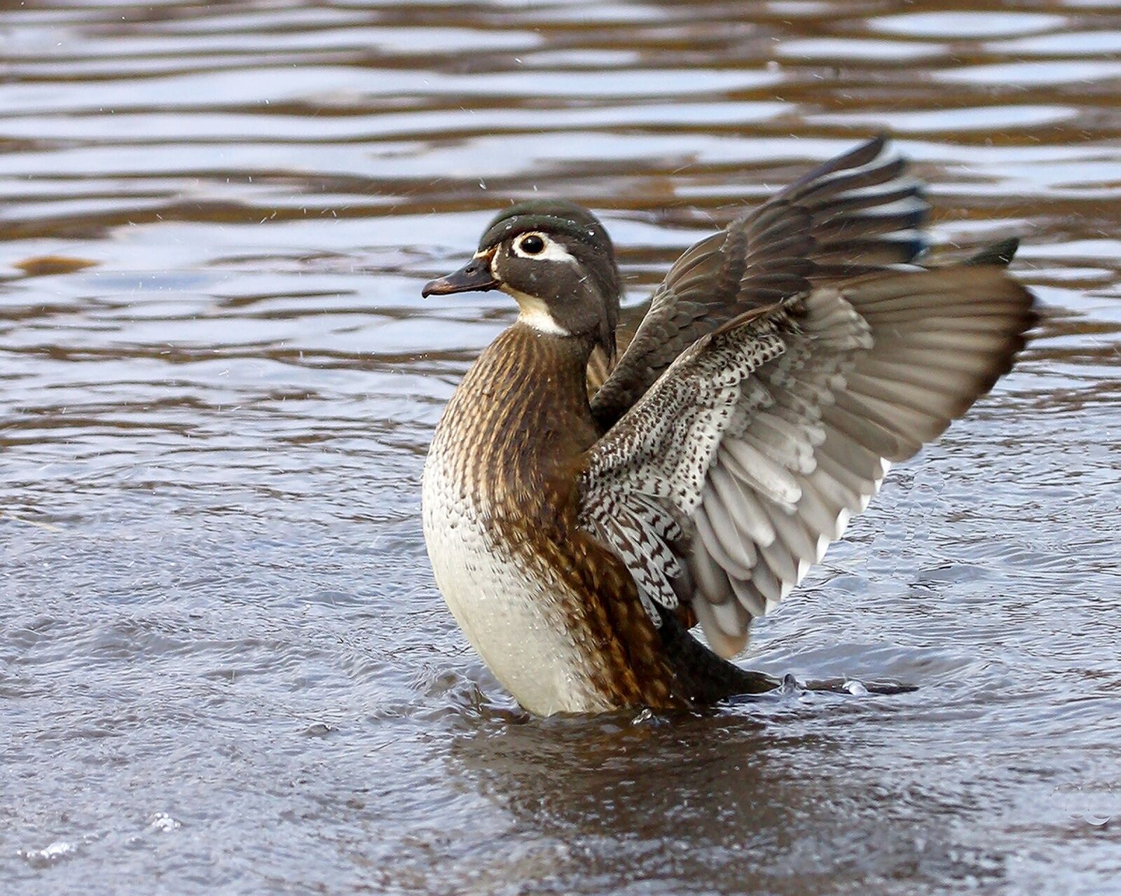Canon EOS D60 sample photo. Wood duck, female, wildlife photography