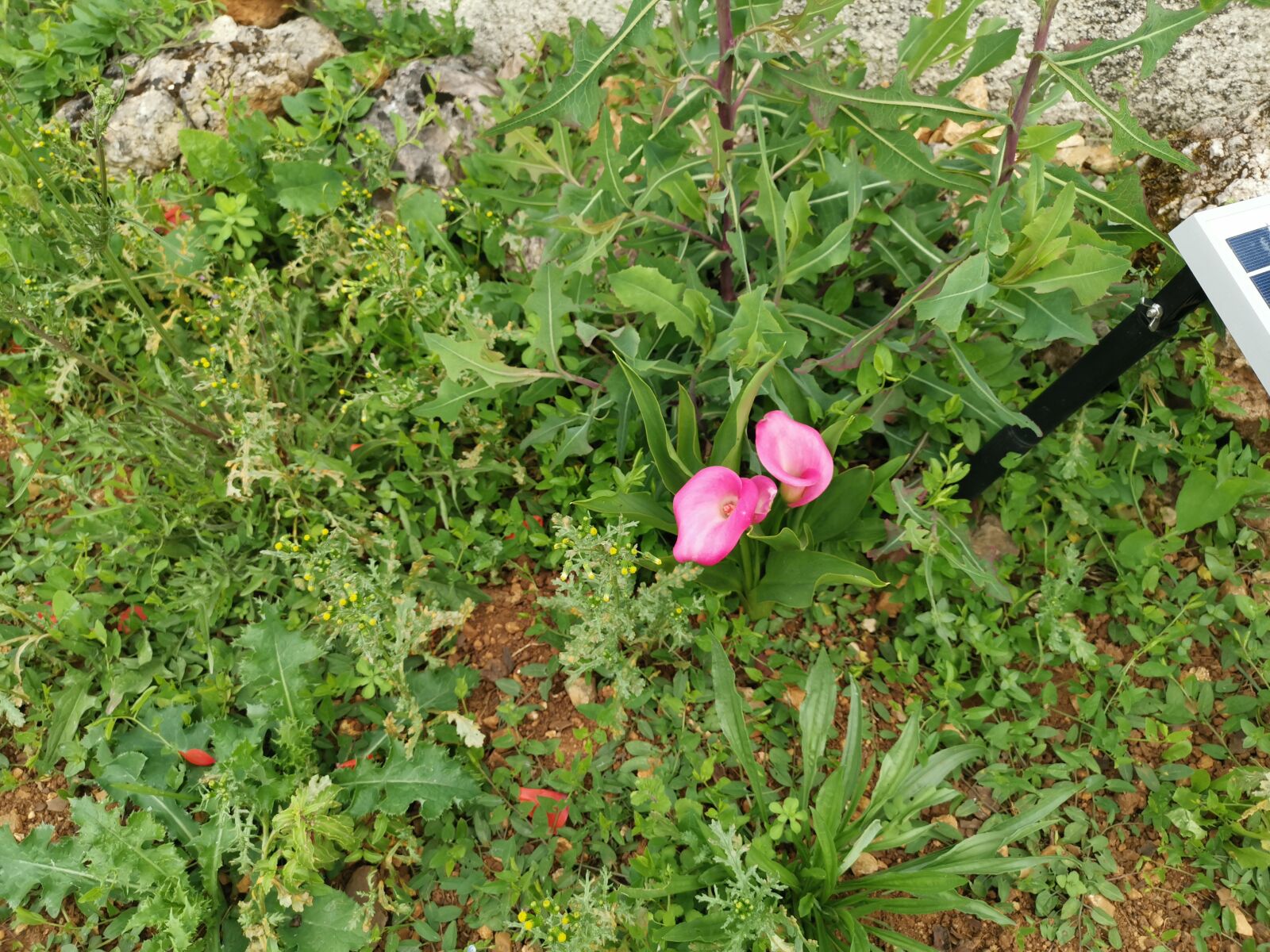 HUAWEI LYA-L29 sample photo. Garden, flowers, nature photography