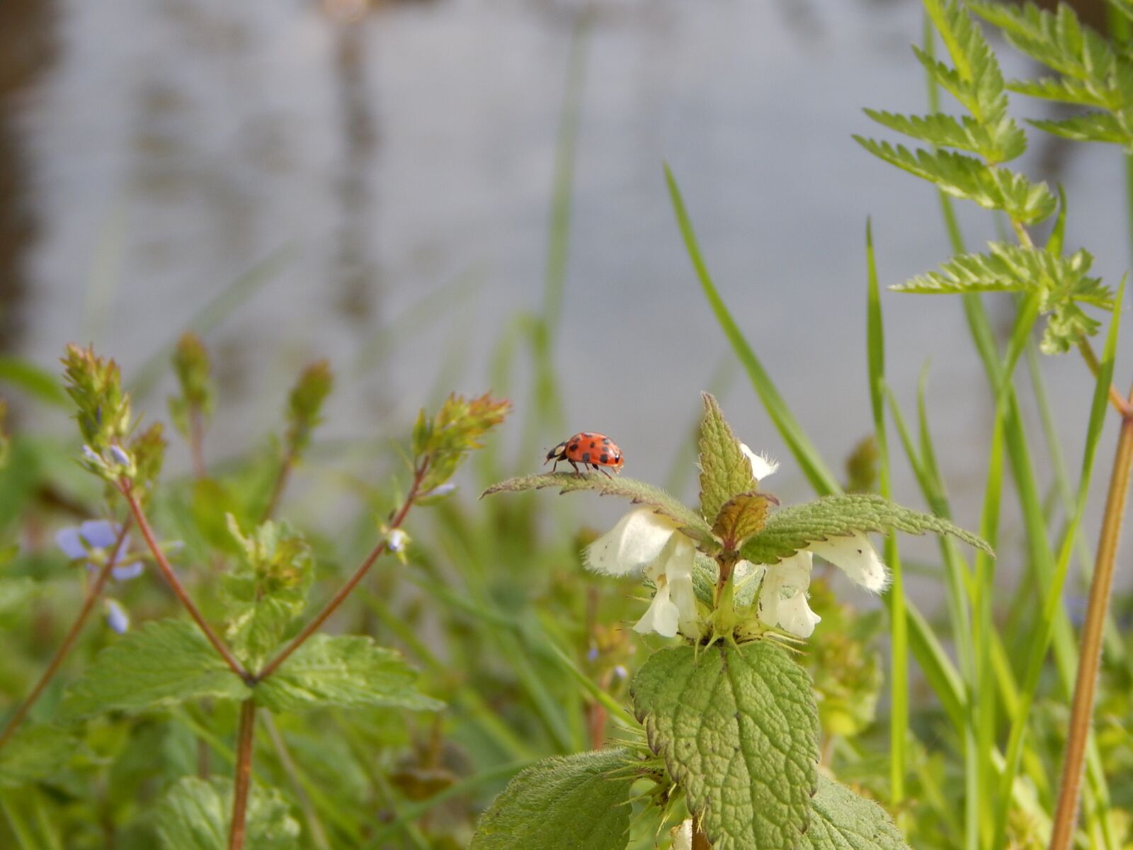Nikon Coolpix L830 sample photo. Ladybug, nature, insect photography
