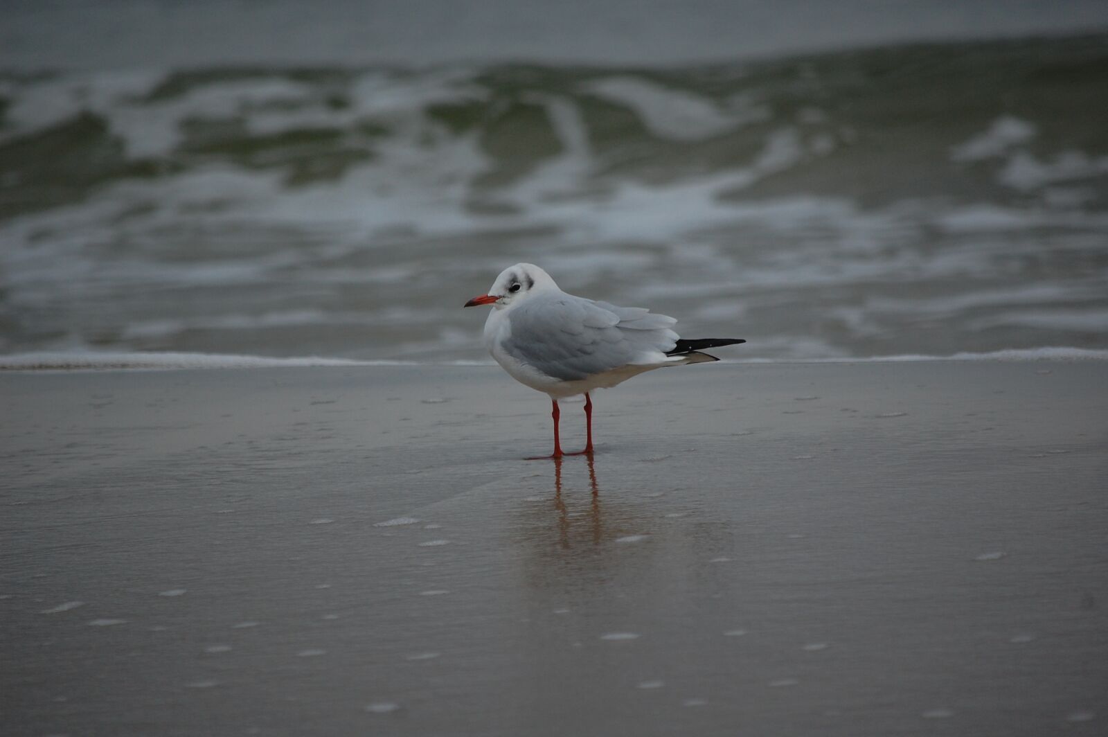 Nikon D40 sample photo. Seagull, baltic sea, sea photography