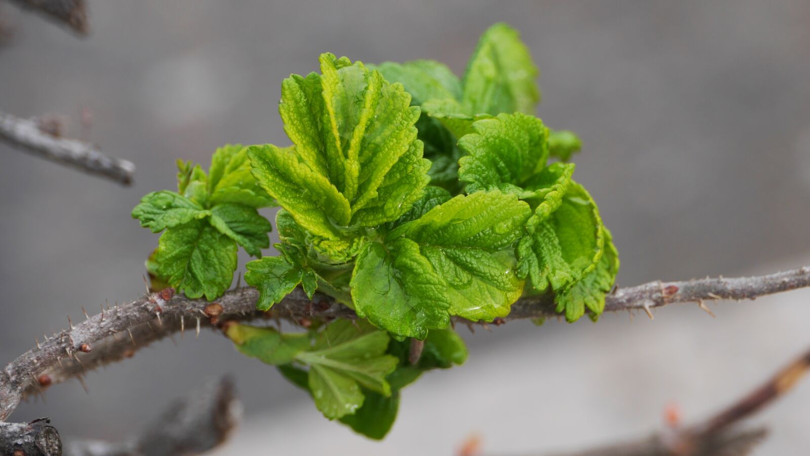 Panasonic Lumix DMC-GH3 sample photo. Leaf, plants, nature photography