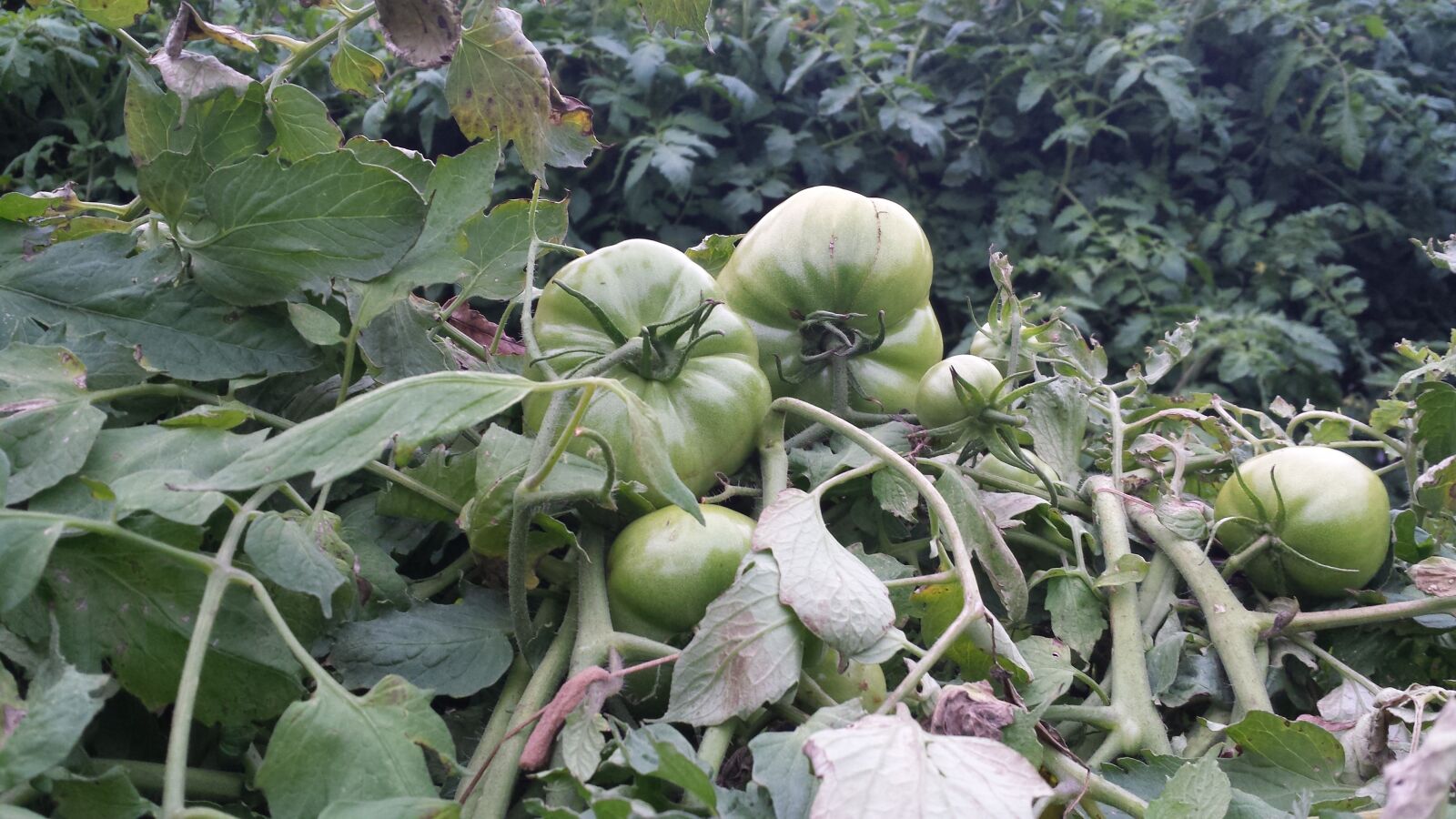 Samsung Galaxy S4 sample photo. Green tomatoes, large crop photography