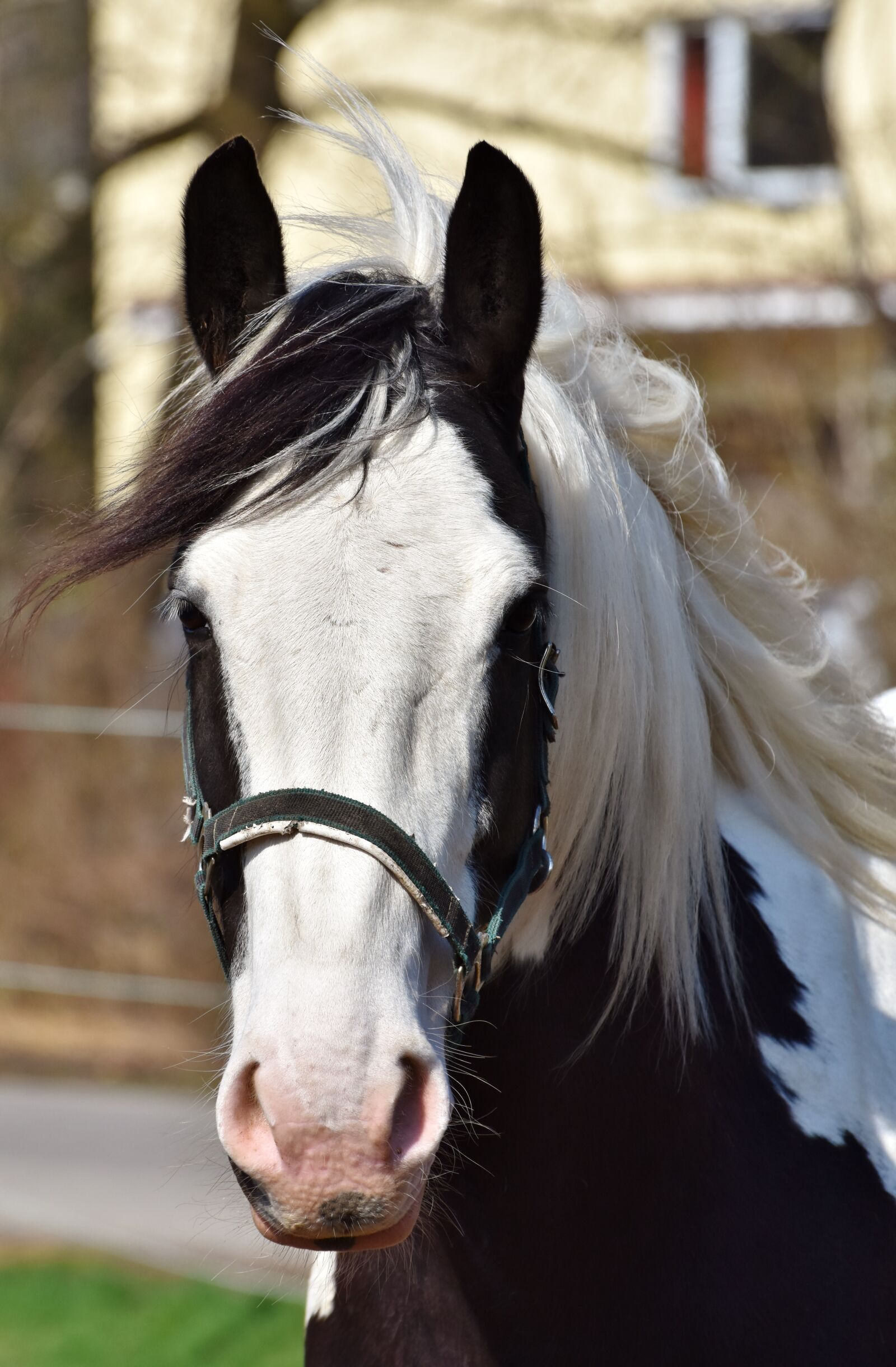 Nikon D7200 sample photo. Horse, horse head, mold photography
