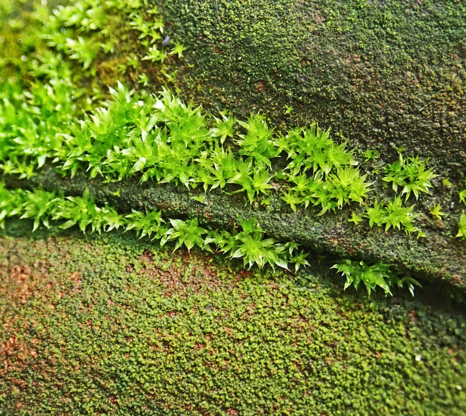 Olympus TG-5 sample photo. Moss, growth, moisture photography