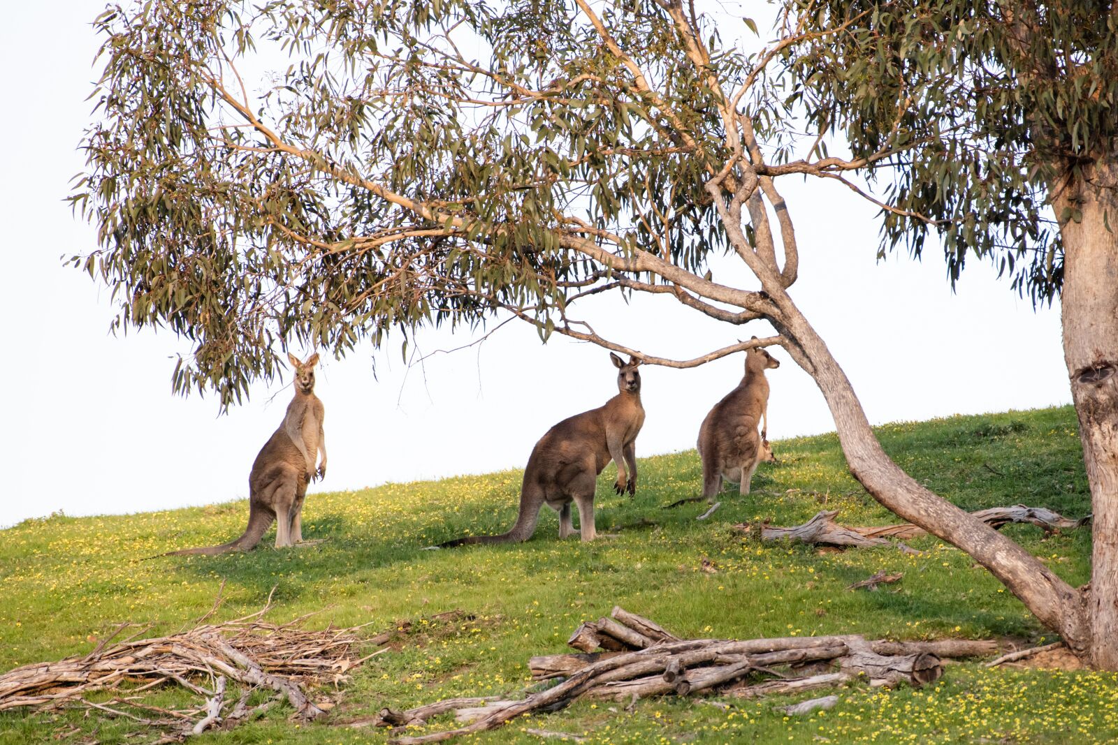 Nikon D750 sample photo. Kangaroo, eastern grey, marsupial photography