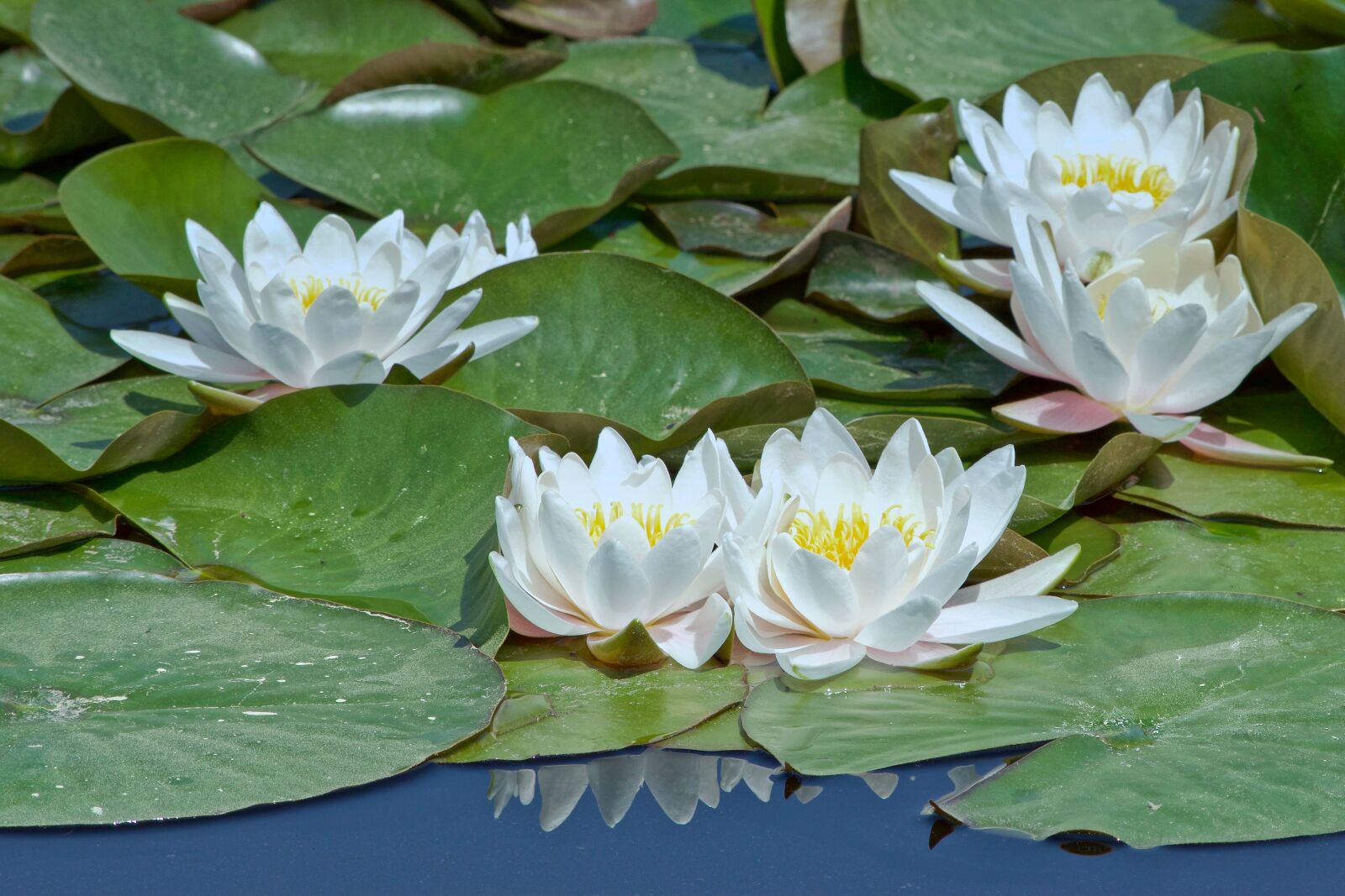 Nikon D5300 sample photo. Water lily, pond, aquatic photography
