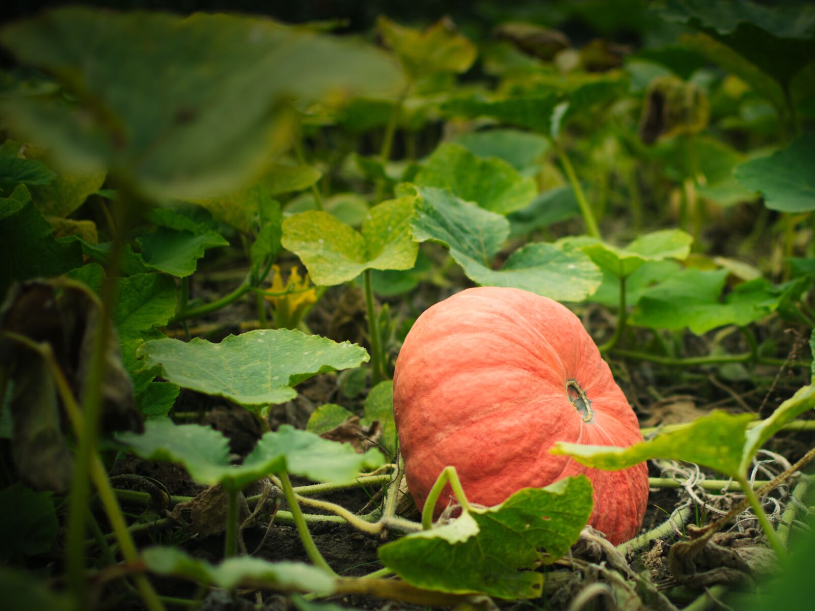 Nikon D5300 sample photo. Pumpkin, vegetables, plant photography