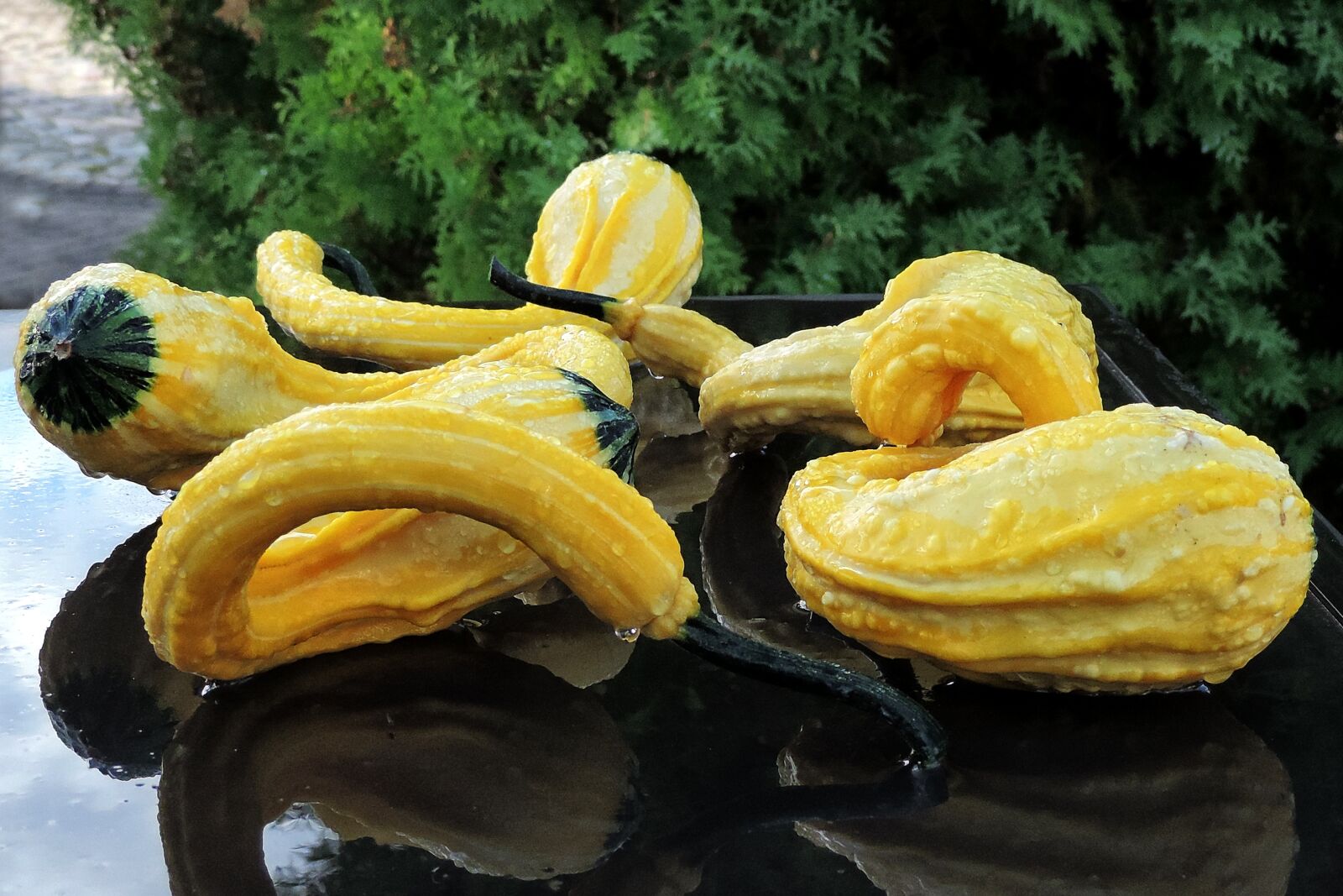 Nikon Coolpix P520 sample photo. Pumpkins, yellow, drip photography