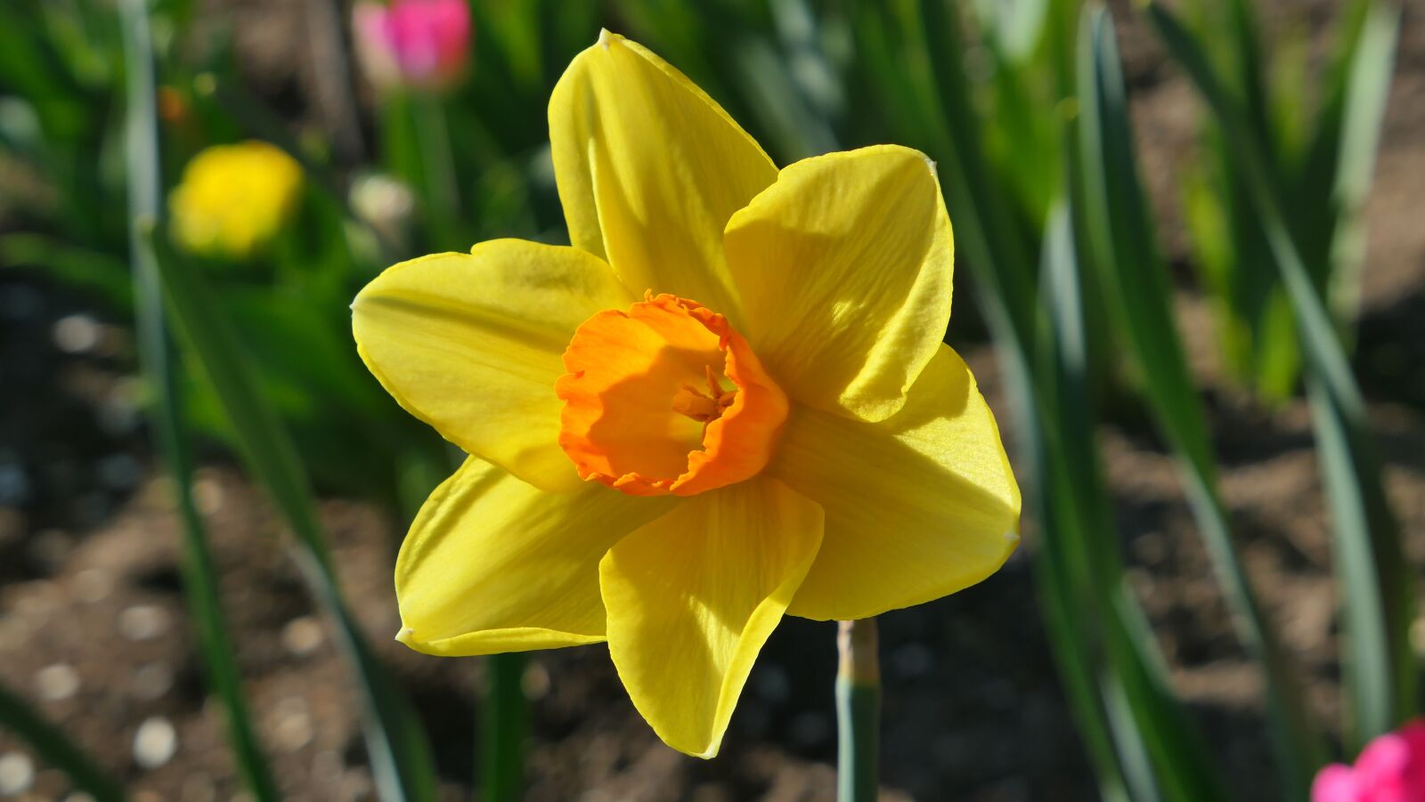 Panasonic Lumix DMC-LX10 (Lumix DMC-LX15) sample photo. Daffodil, narcissus, flower photography