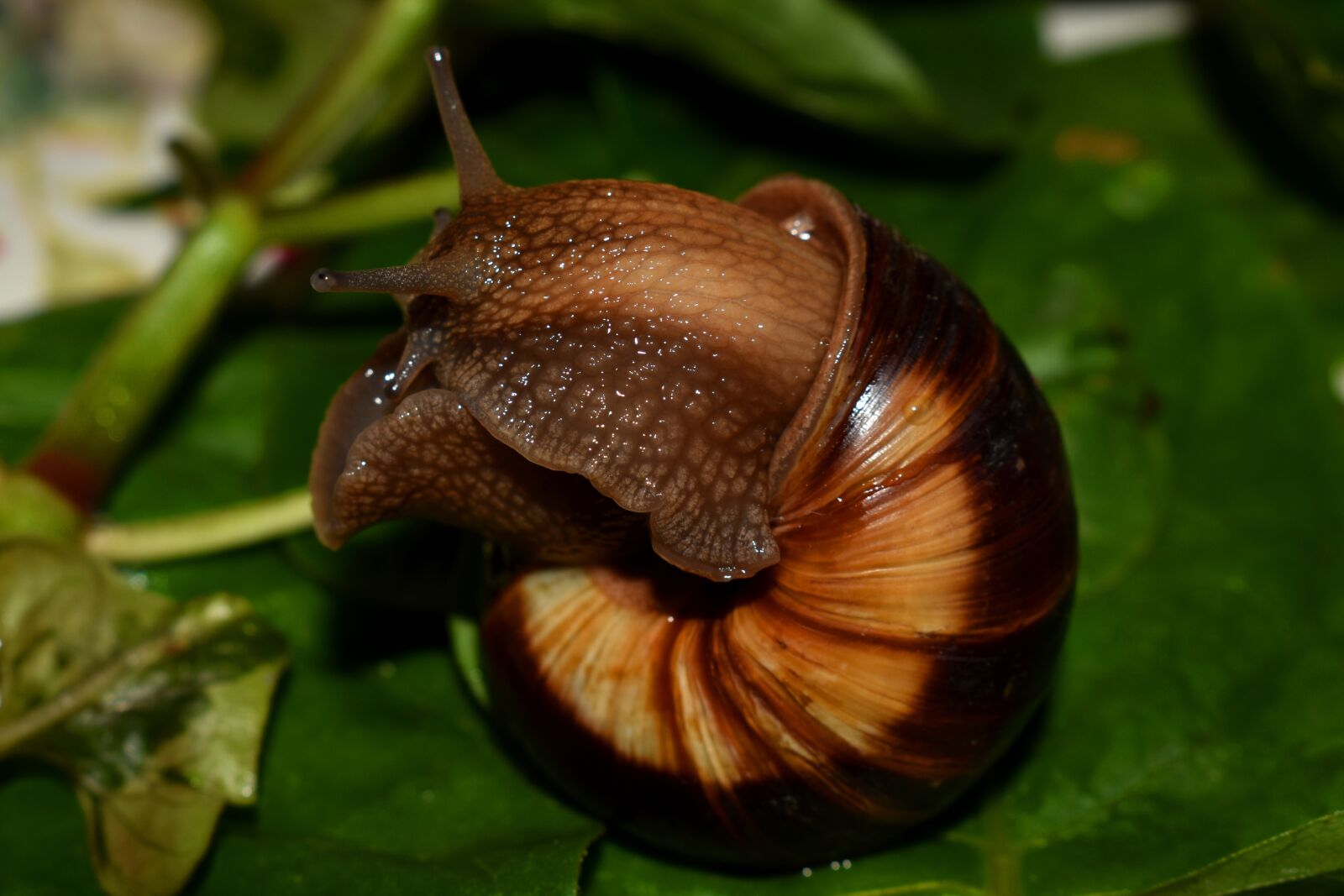 Nikon D3500 sample photo. Snail, mollusc, shell photography