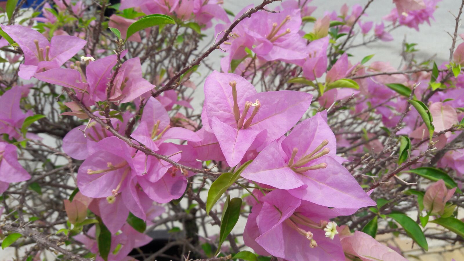 Samsung Galaxy J7 sample photo. Bougainvillea, pale pink, summer photography