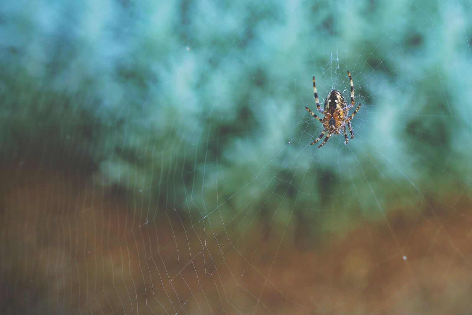 FE 35mm F0 ZA sample photo. Arachnid, arthropod, cobweb photography