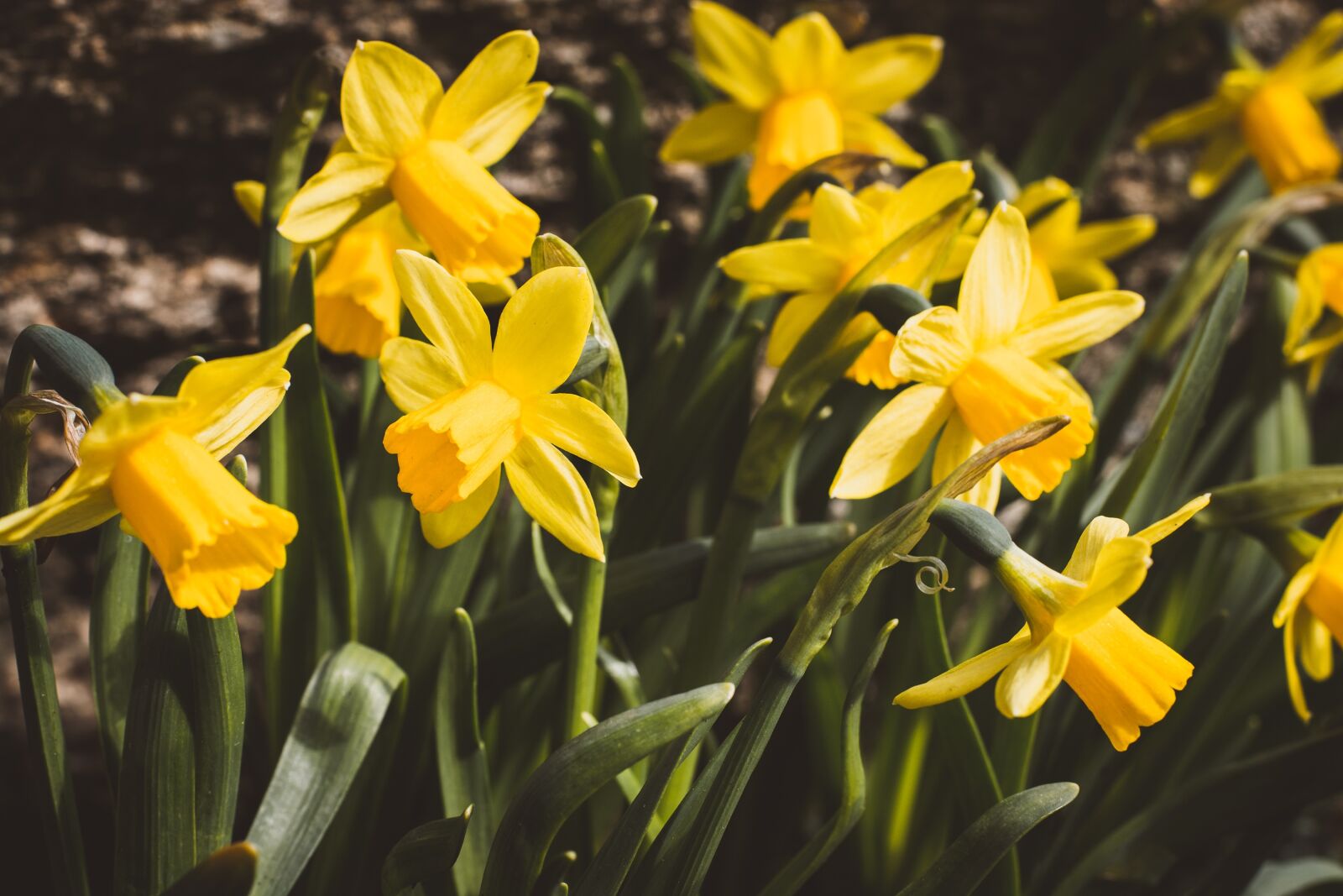Nikon D7100 sample photo. Daffodils, flowers, yellow photography