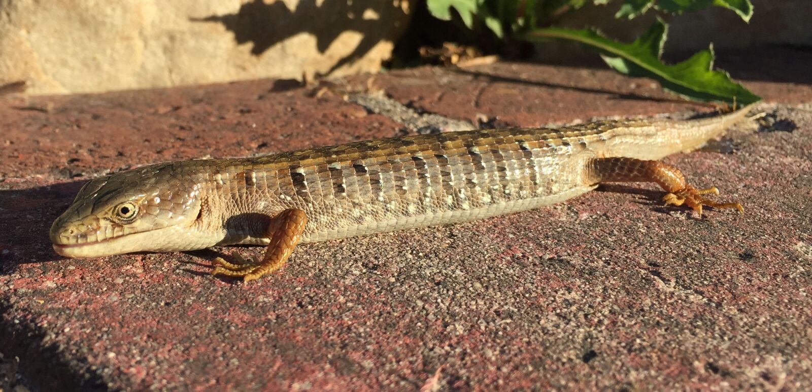 Apple iPhone 6 sample photo. Lizard, reptile, animal photography