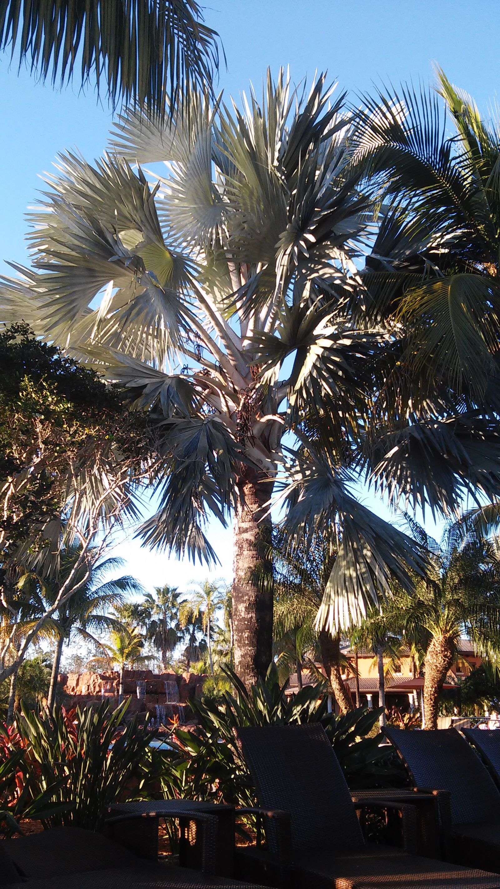 LG VOLT sample photo. Florida, palm, tree photography
