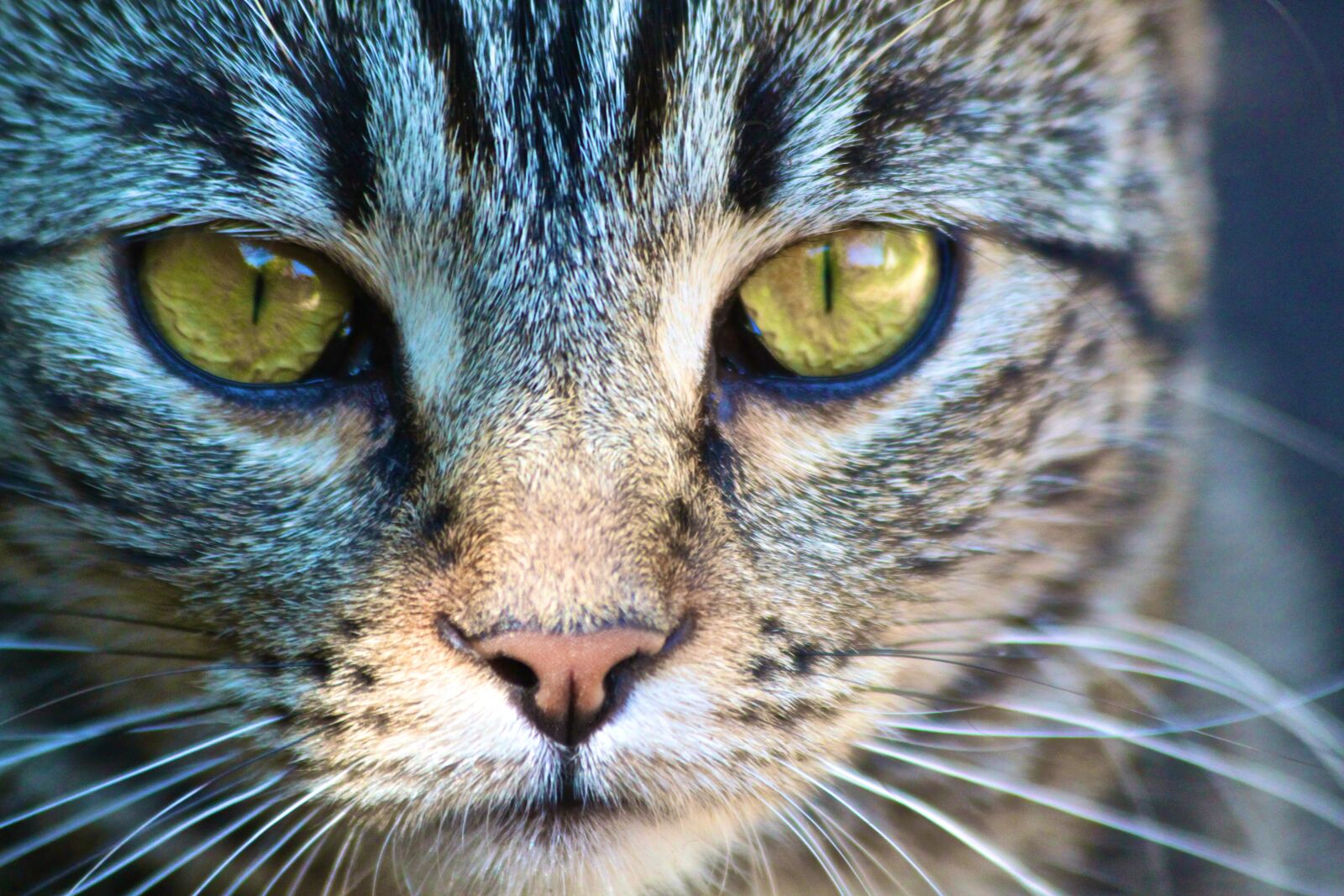 Canon EOS 500D (EOS Rebel T1i / EOS Kiss X3) sample photo. Portrait, animal, cat photography