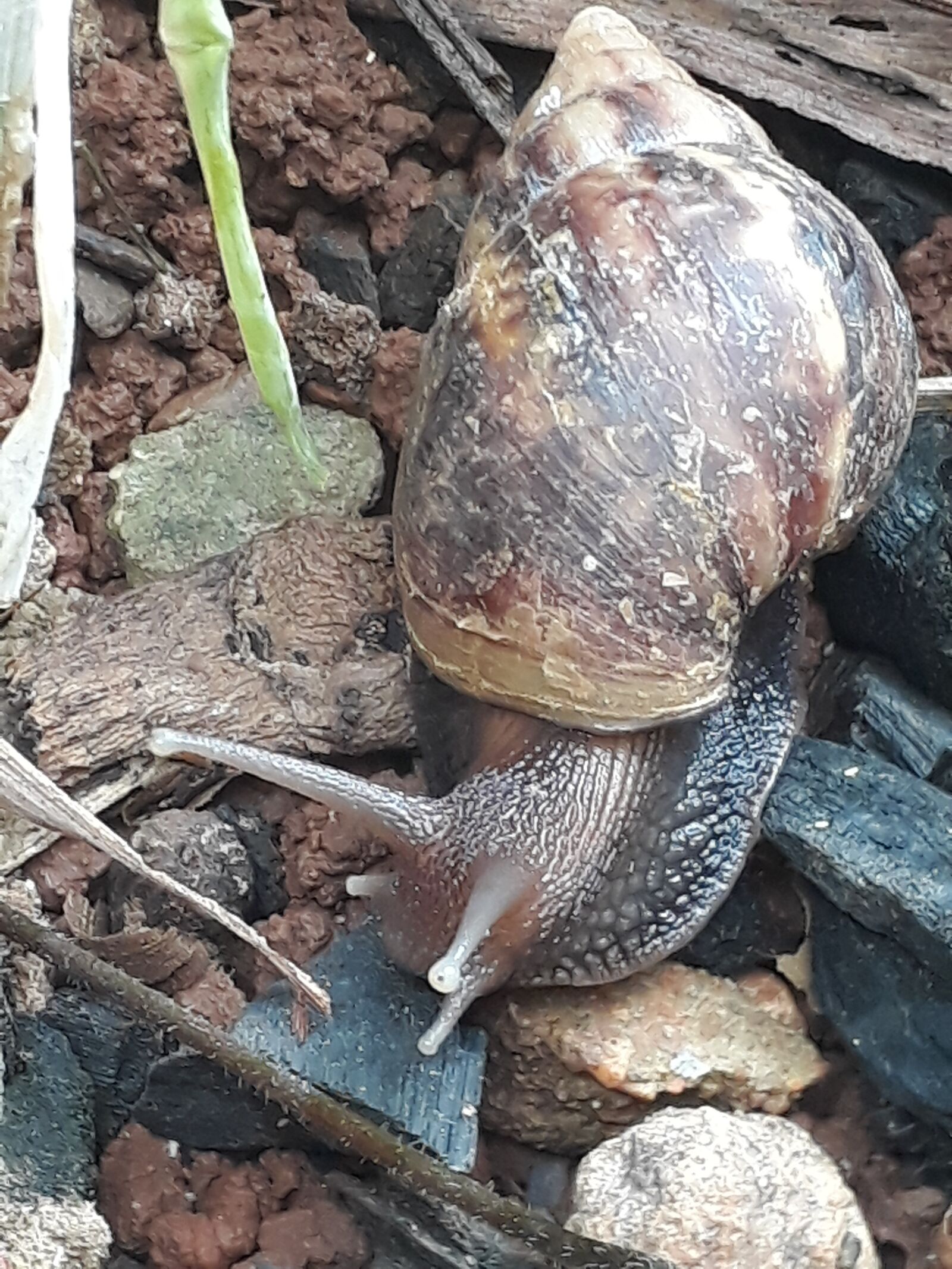 Samsung Galaxy J5 Prime sample photo. African snails, snail, conch photography
