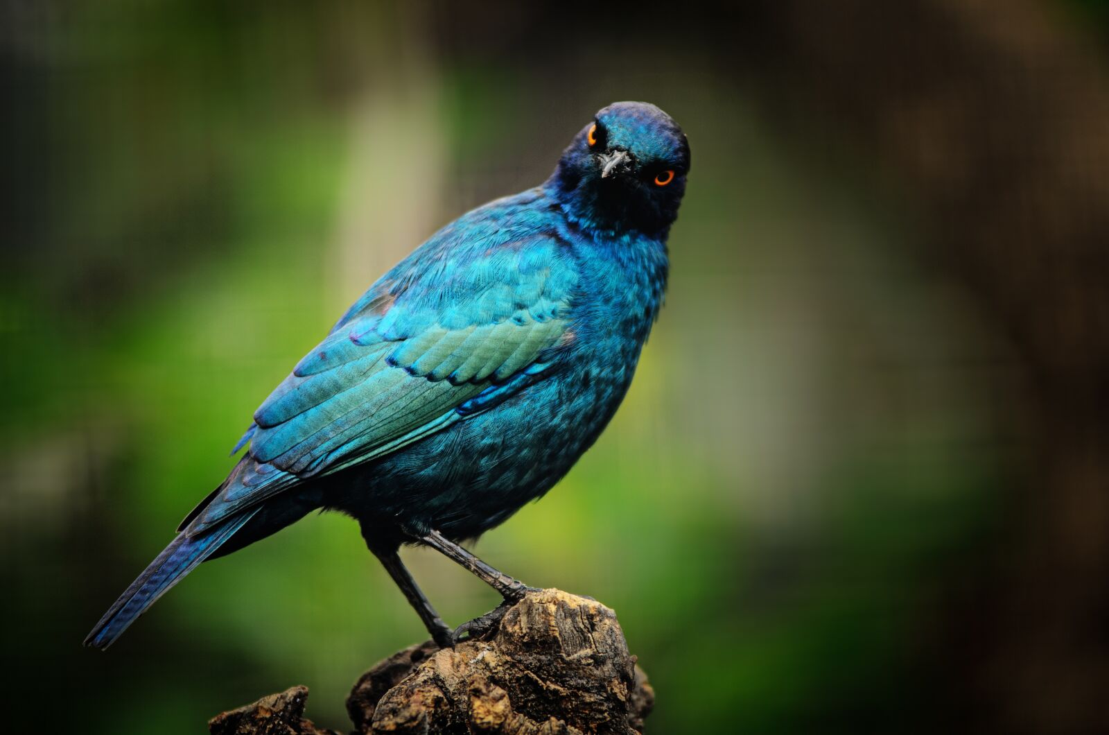 Nikon D7000 sample photo. Cape starling, bird, starling photography