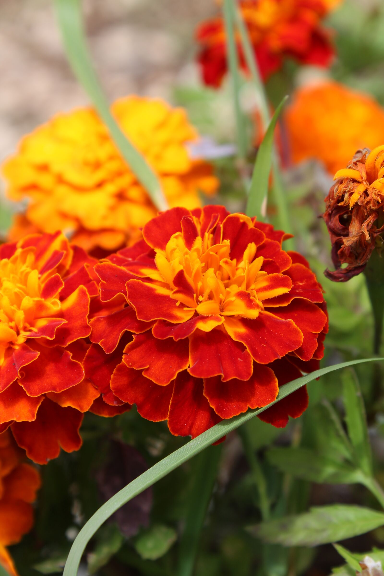 Canon EOS 1200D (EOS Rebel T5 / EOS Kiss X70 / EOS Hi) sample photo. Velvet, flower, orange photography