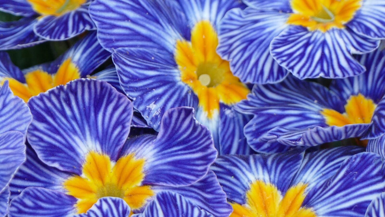 Panasonic Lumix DMC-FZ1000 sample photo. Flower, spring, garden photography