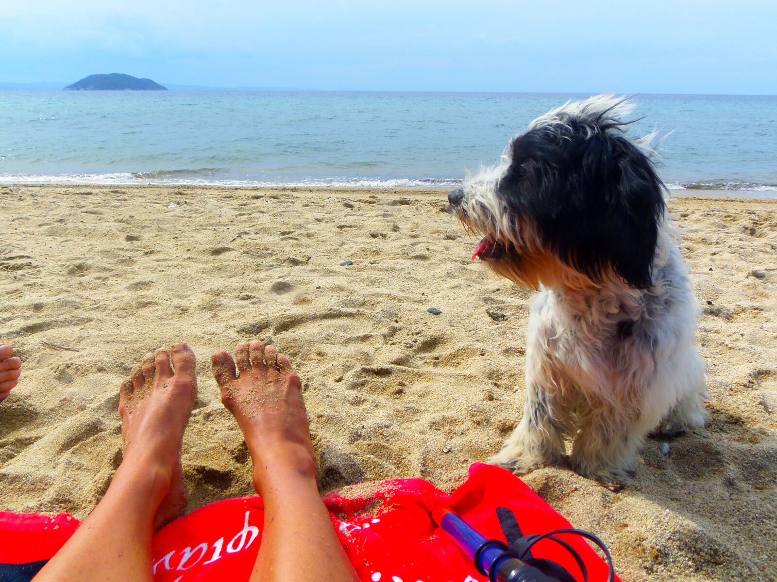 Olympus SP-810UZ sample photo. Beach, dog, island photography