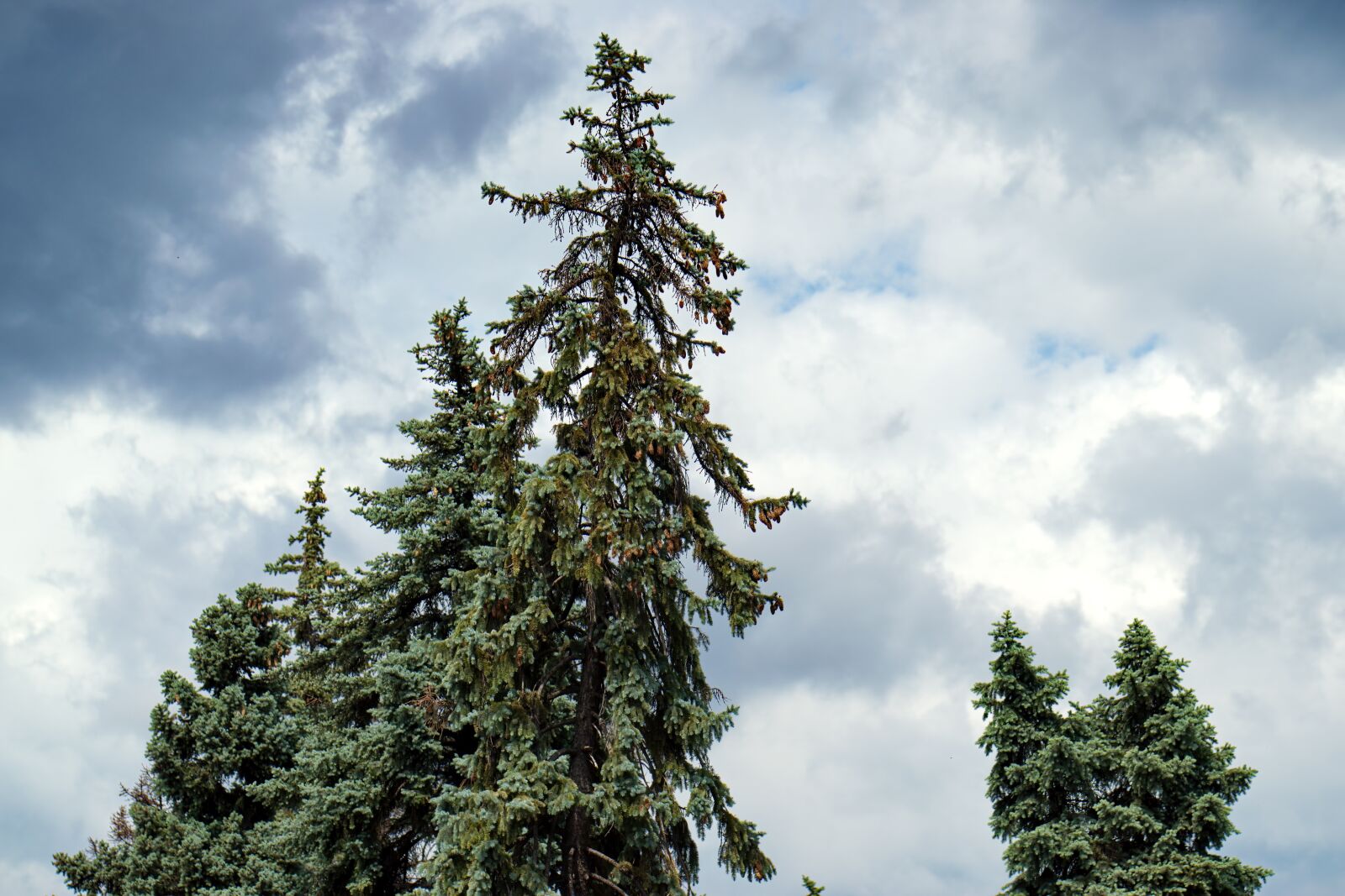 Nikon D5300 sample photo. Landscape, conifers, the fir photography