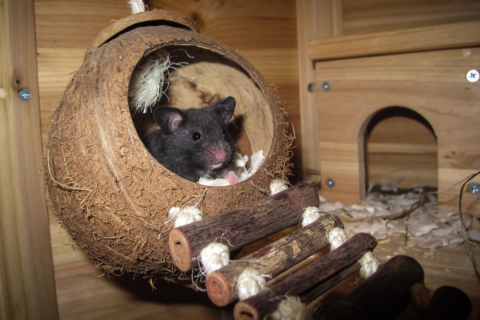Canon PowerShot G12 sample photo. Hamster, coconut, sleep photography